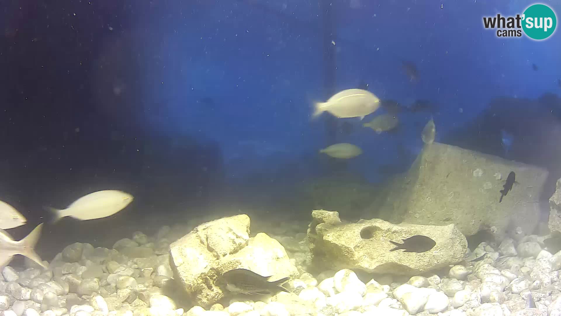 Aquario marino esterno –  Rogoznica livecam Croazia