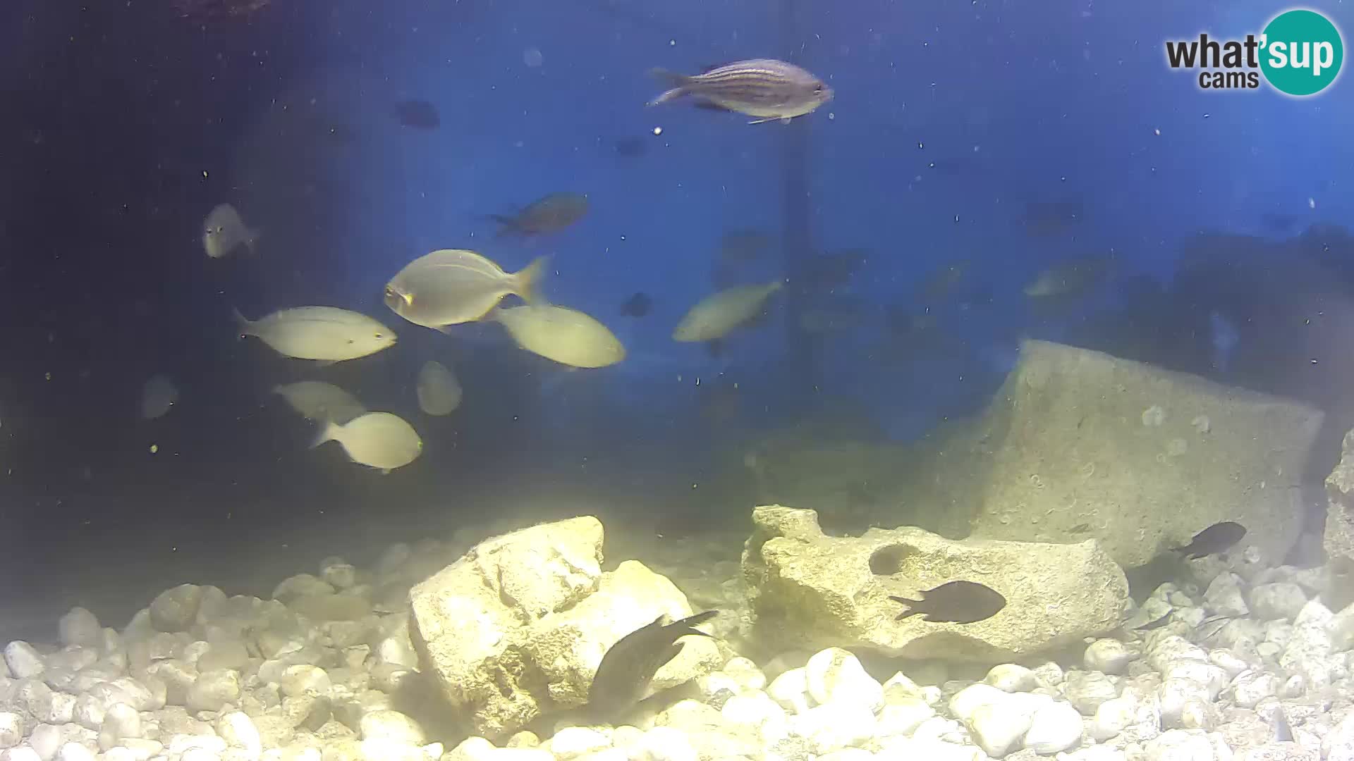 Outdoor Marine Aquarium Rogoznica webcam Croatia