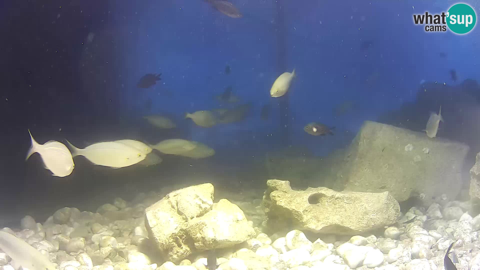 Outdoor Marine Aquarium Rogoznica webcam Croatia