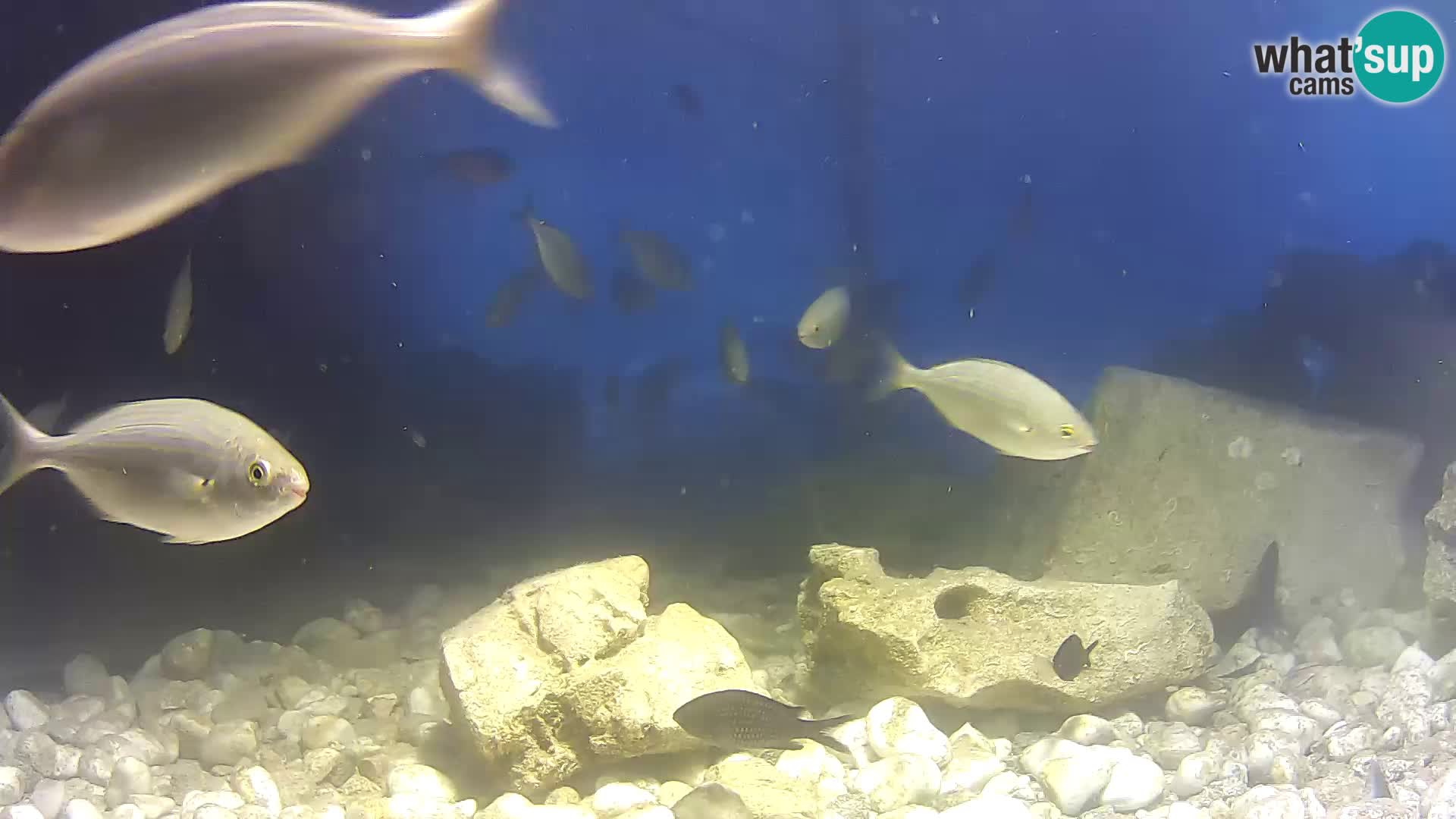 Marine Aquarium im Freien Rogoznica webcam Kroatien