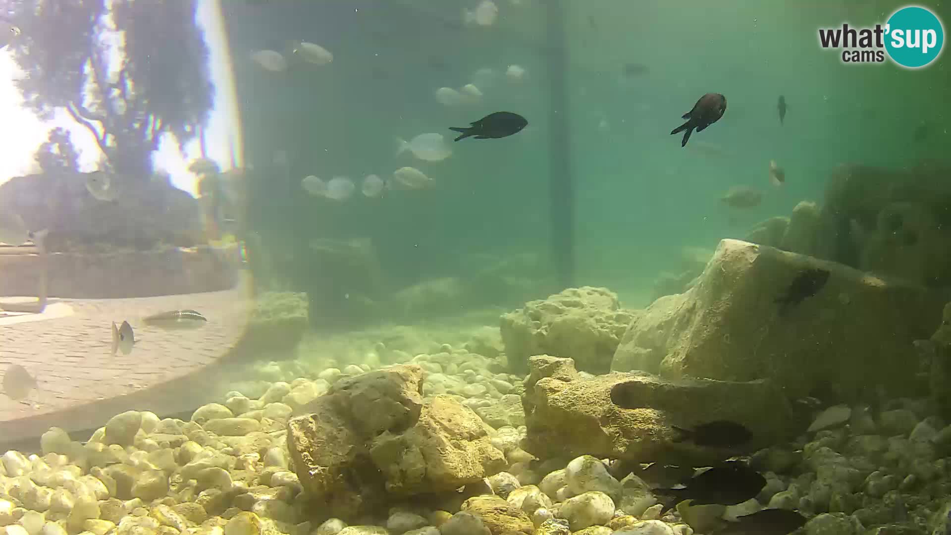 Aquario marino esterno –  Rogoznica livecam Croazia