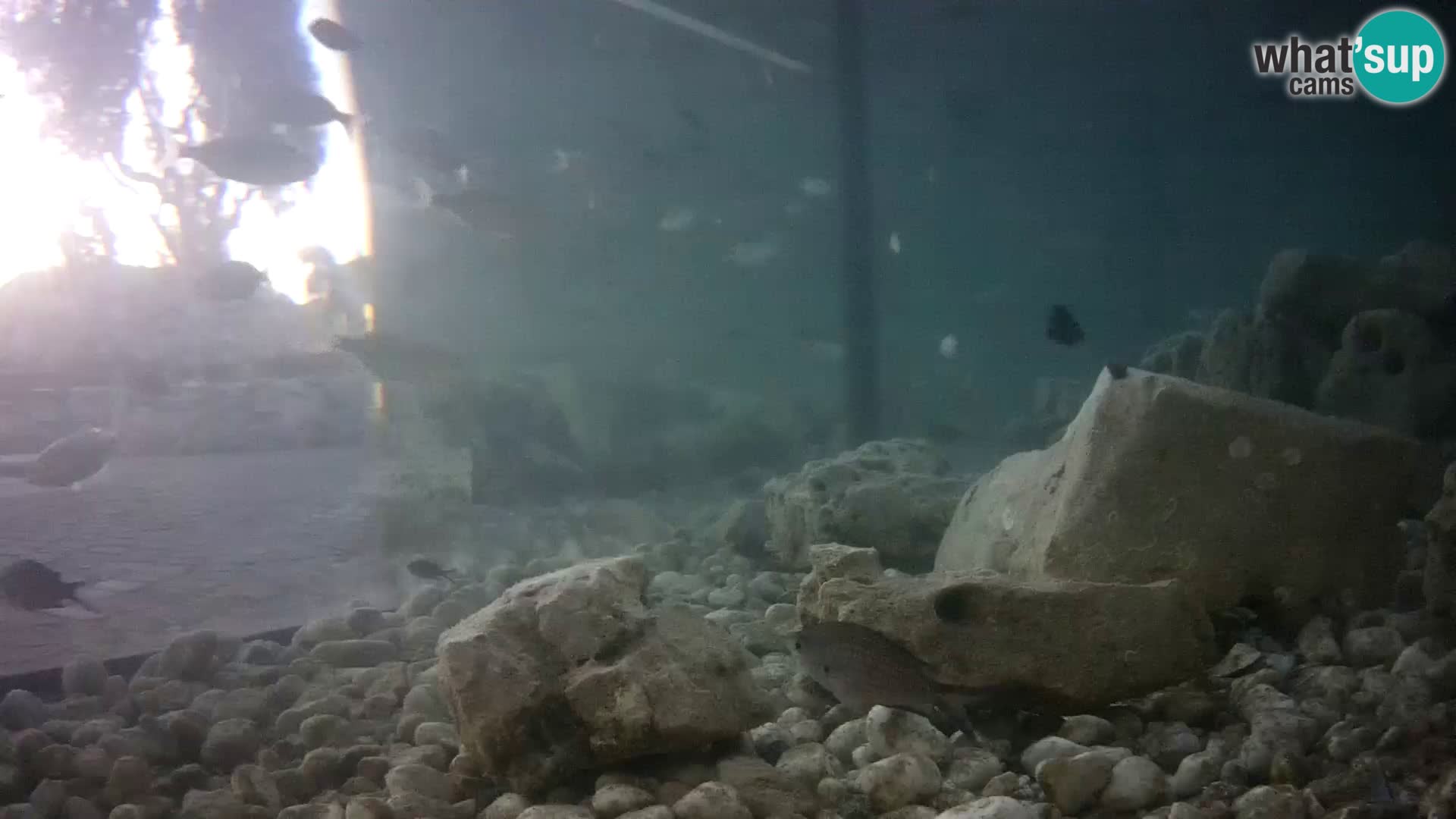 Zunanji morski akvarij Rogoznica spletna kamera Hrvaška