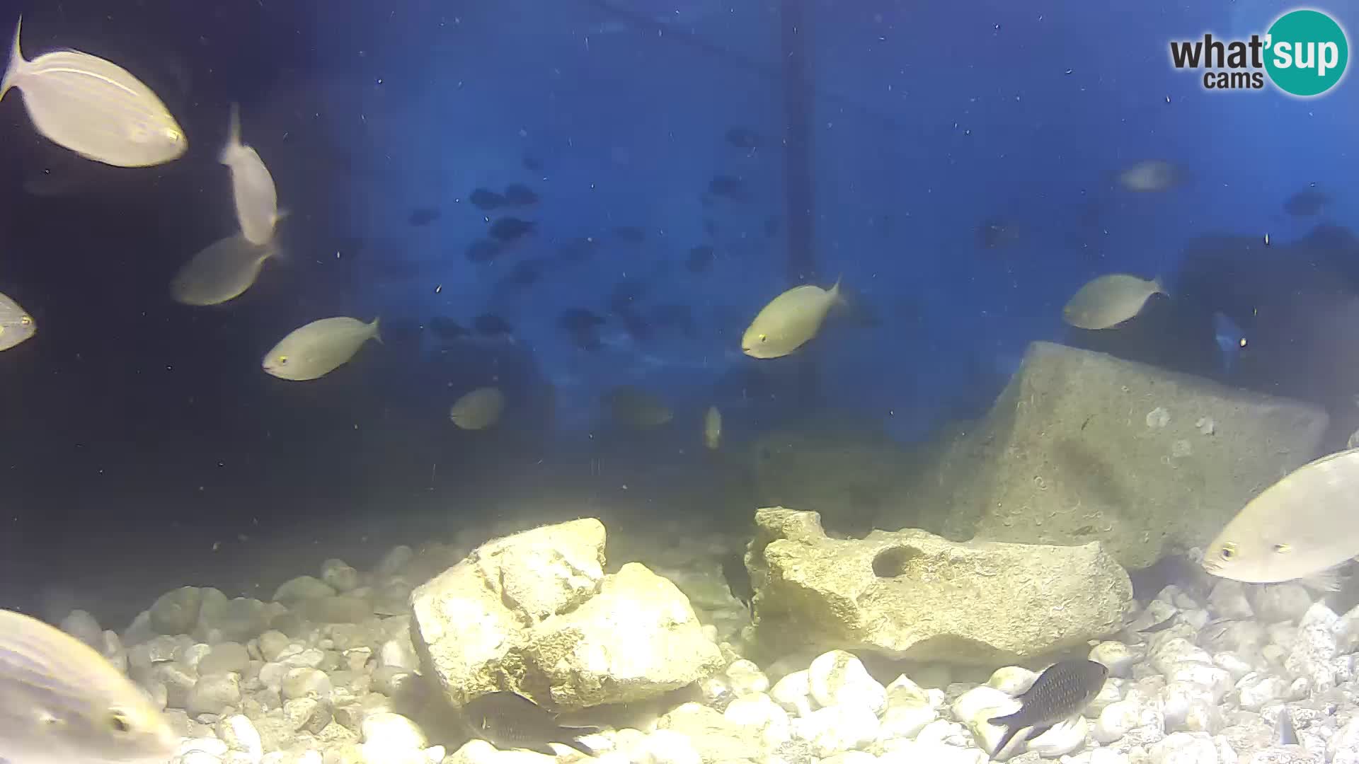 Outdoor Marine Aquarium Rogoznica webcam Croatia
