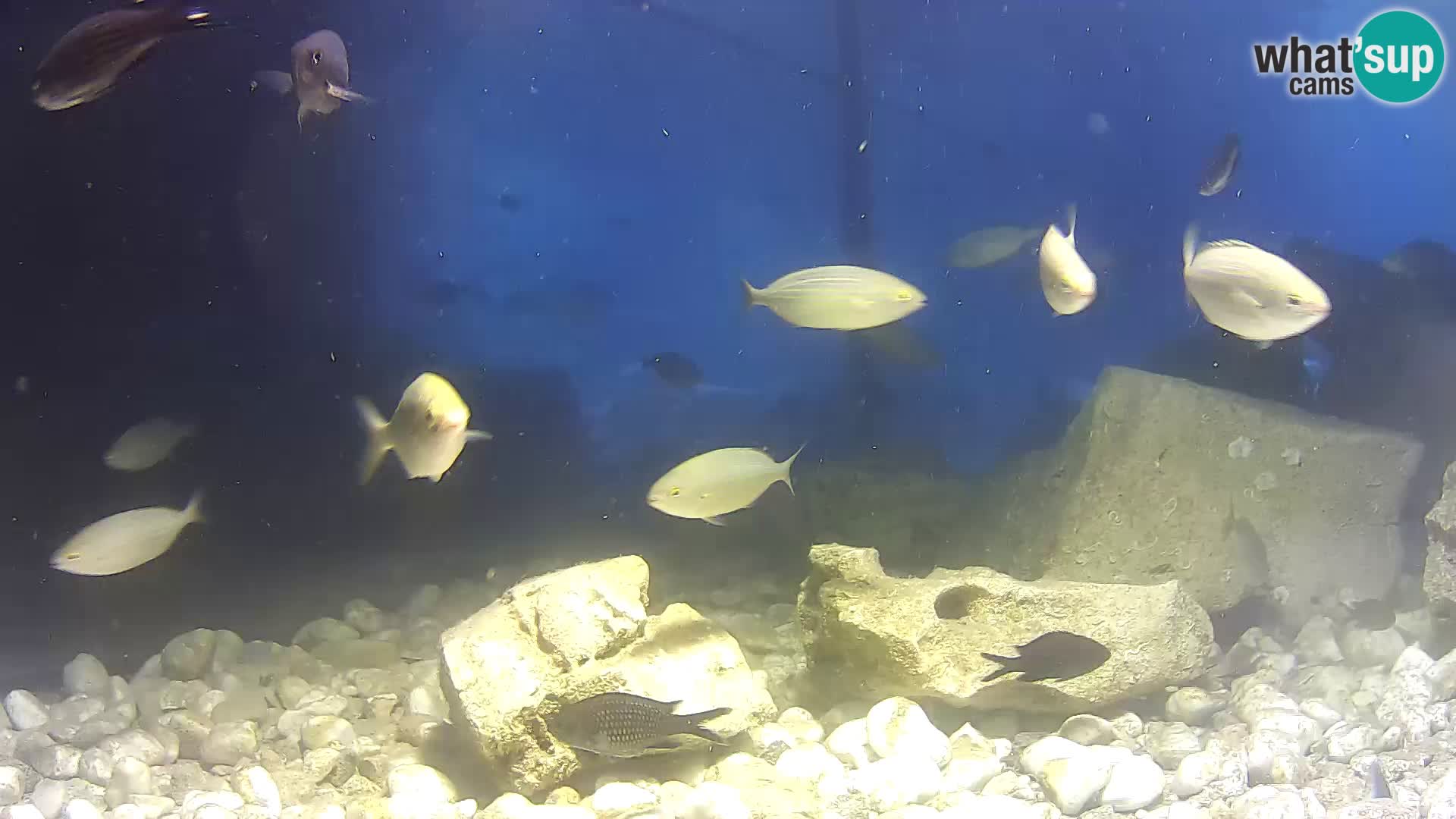Outdoor Marine Aquarium Rogoznica webcam Croatia