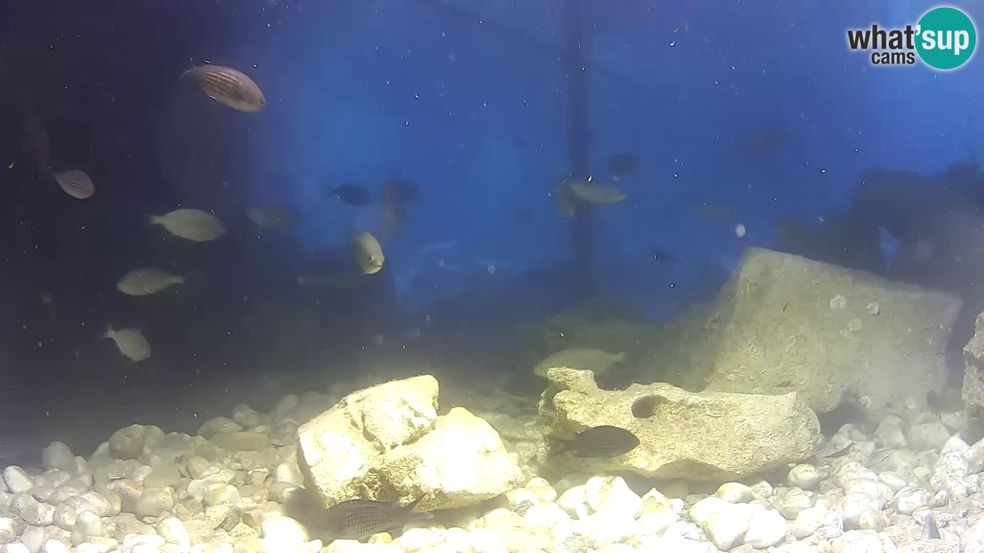 Outdoor Marine Aquarium Rogoznica webcam Croatia