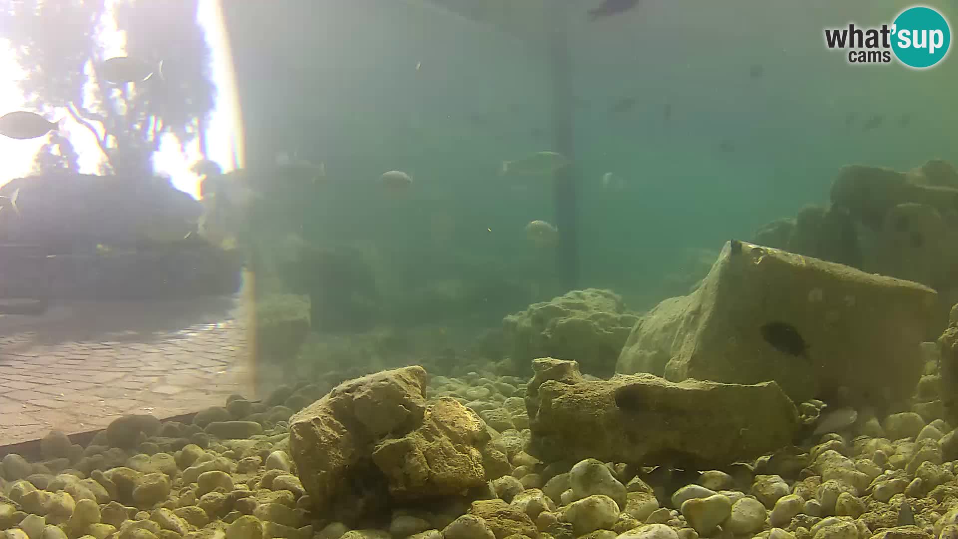 Outdoor Marine Aquarium Rogoznica webcam Croatia