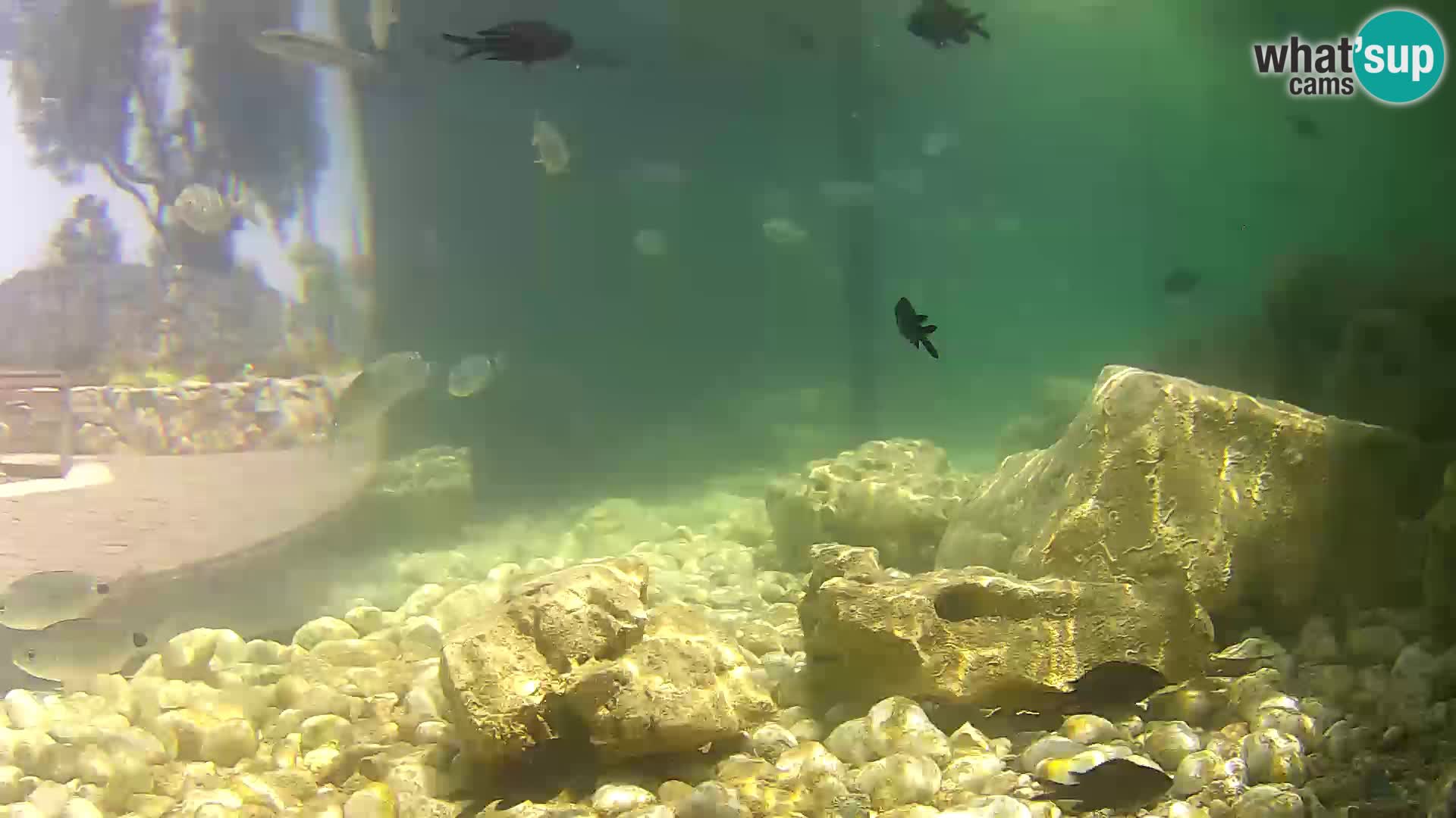 Outdoor Marine Aquarium Rogoznica webcam Croatia