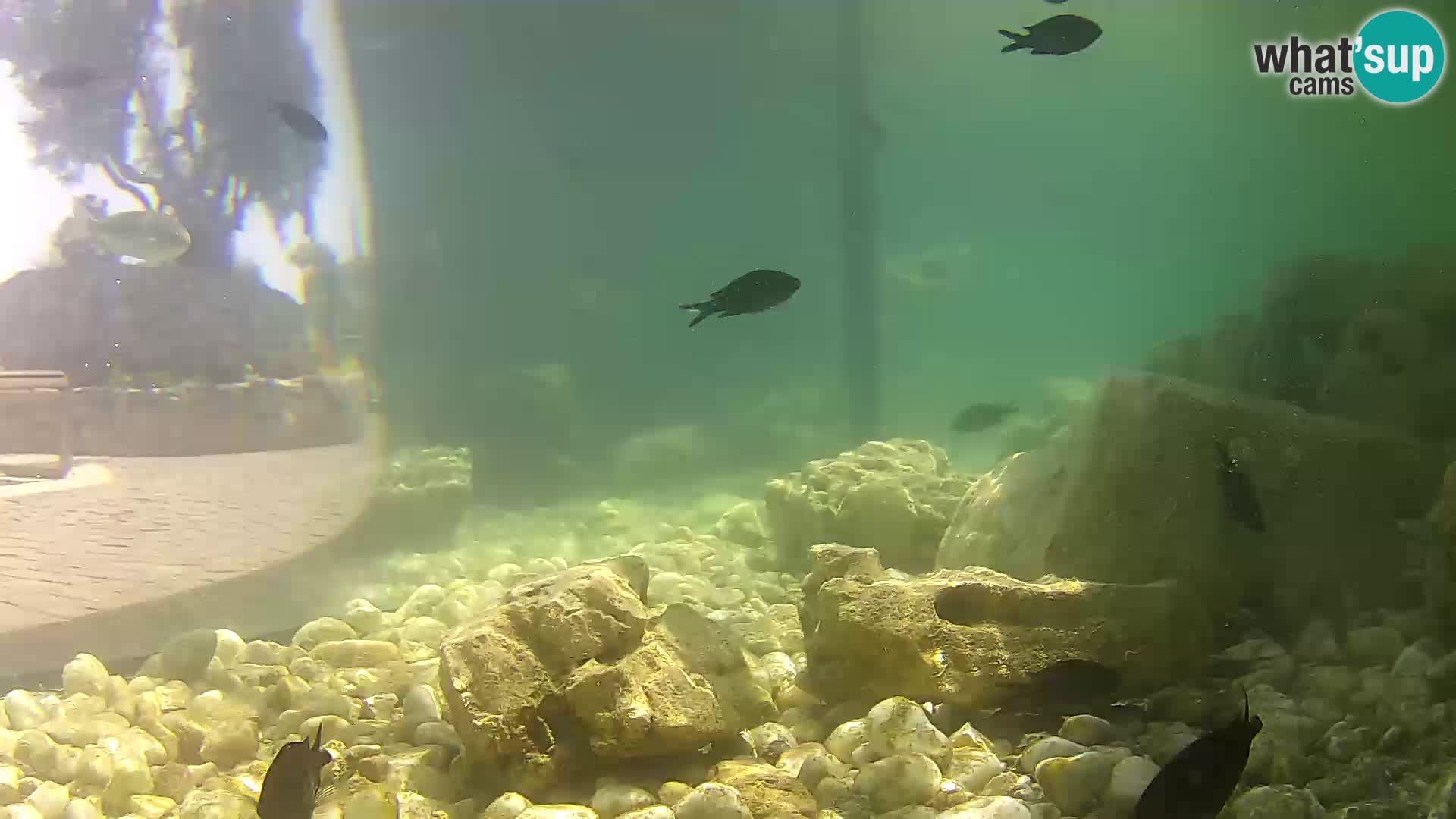 Outdoor Marine Aquarium Rogoznica webcam Croatia