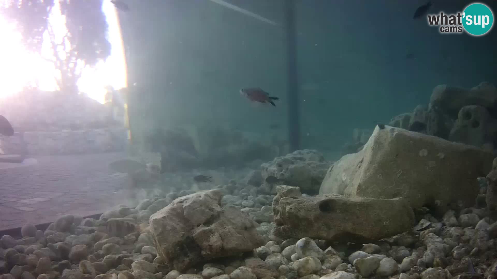 Aquario marino esterno –  Rogoznica livecam Croazia