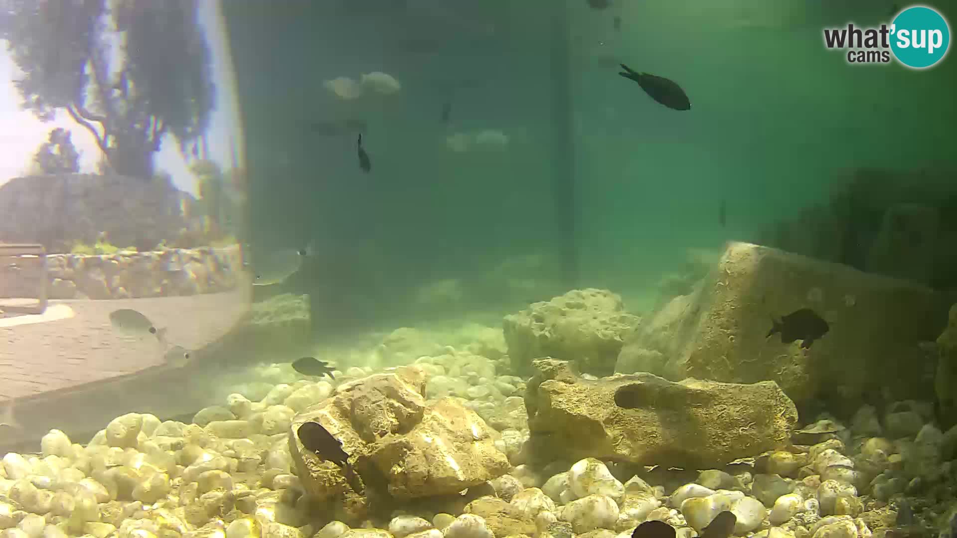 Webcam de l’aquarium marin extérieur de Rogoznica Croatie