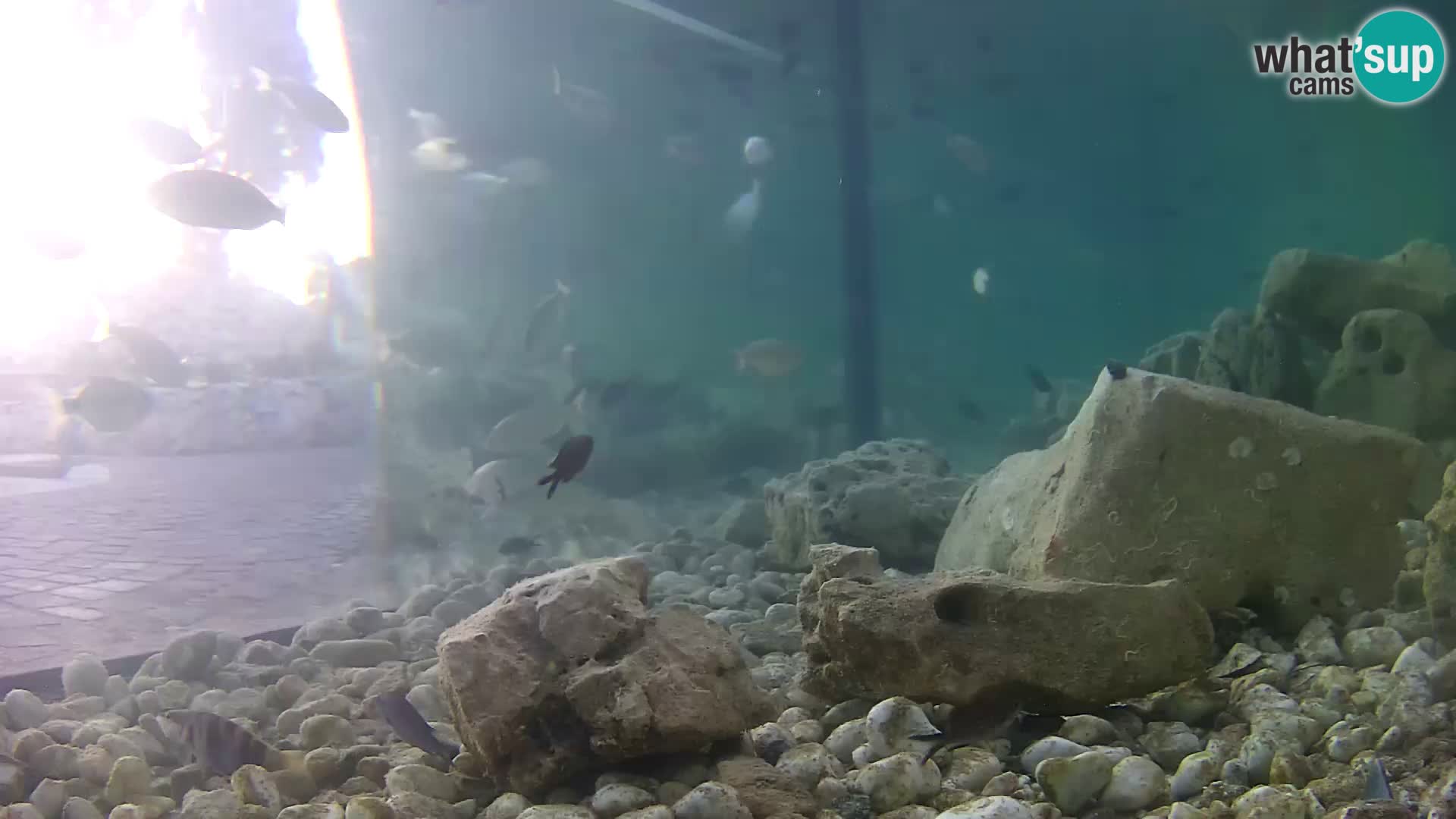 Acuario marino al aire libre Rogoznica webcam Croacia