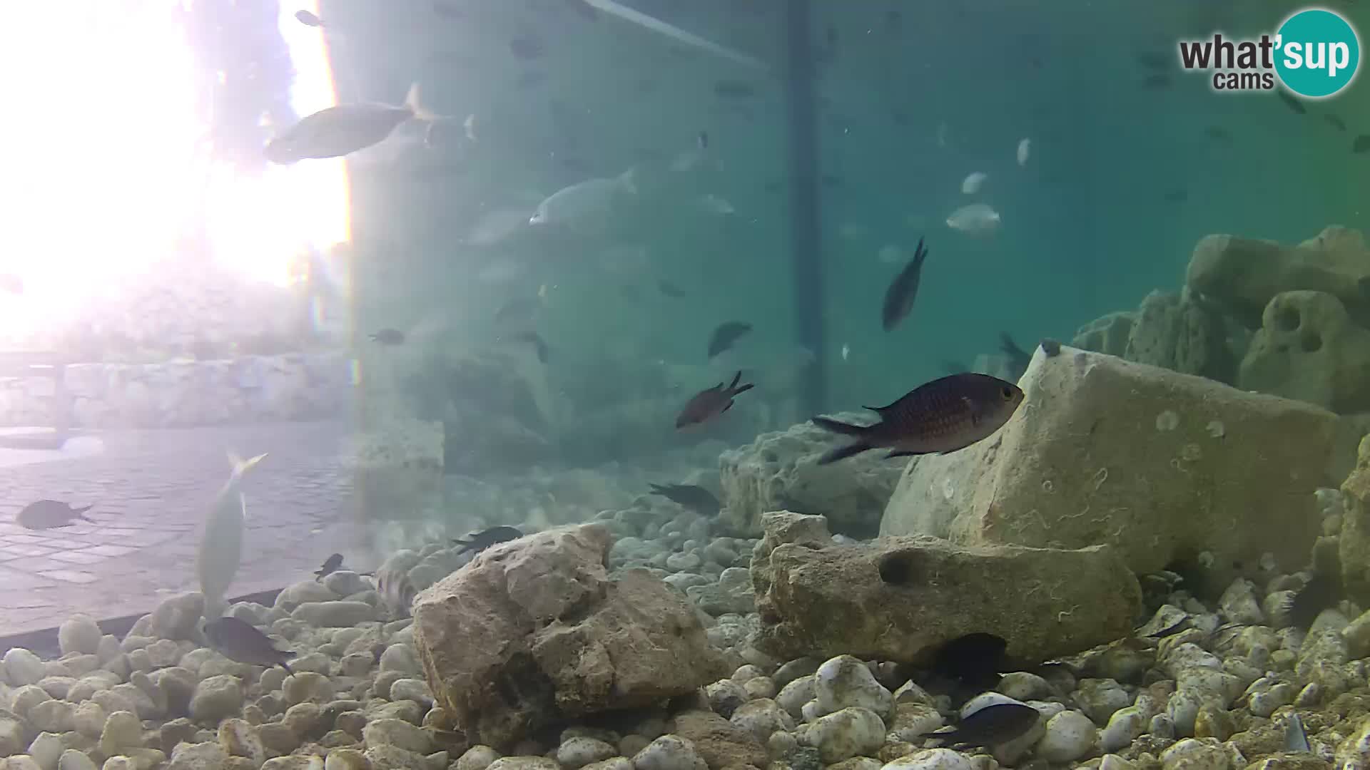 Marine Aquarium im Freien Rogoznica webcam Kroatien