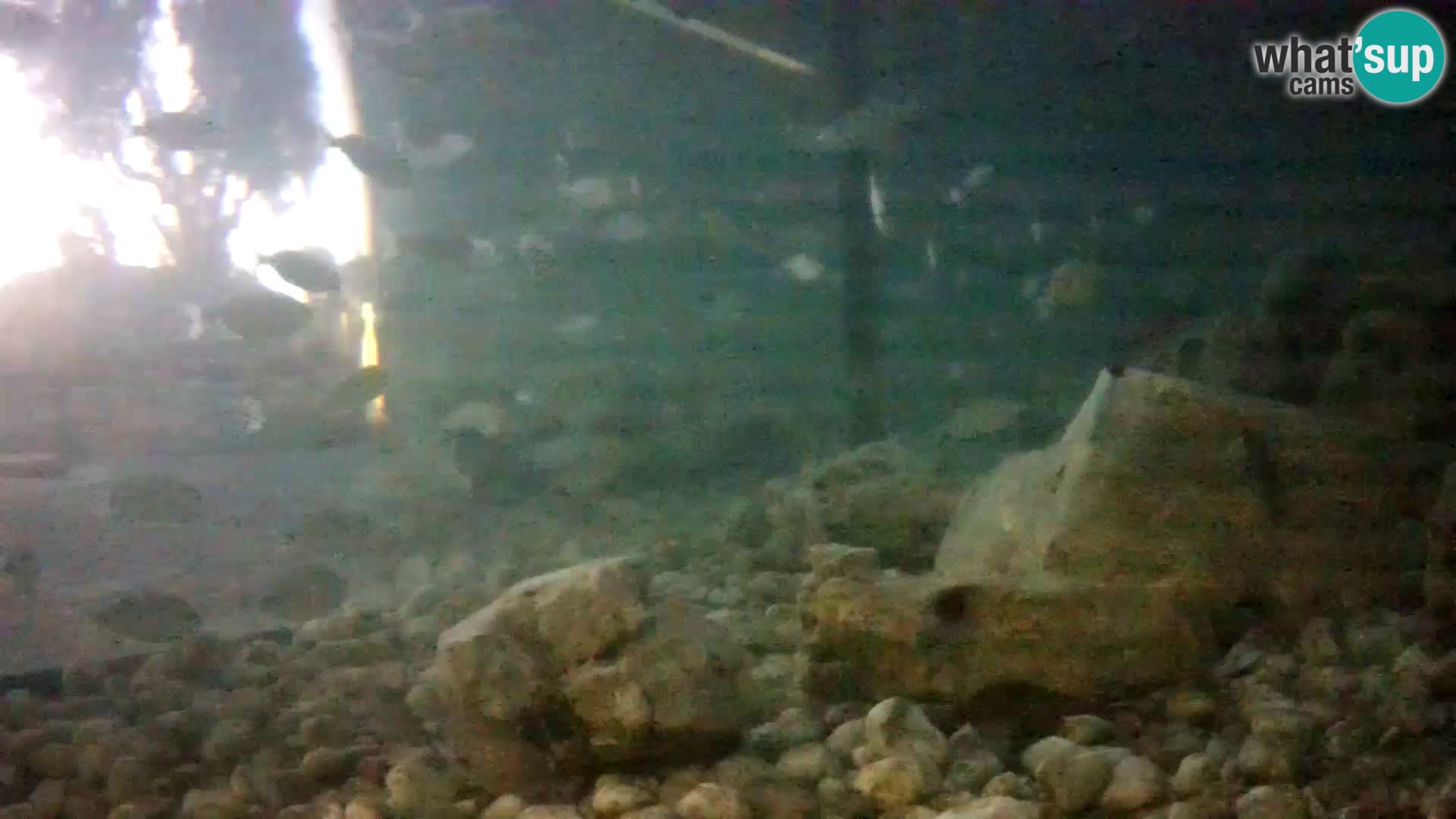 Aquario marino esterno –  Rogoznica livecam Croazia
