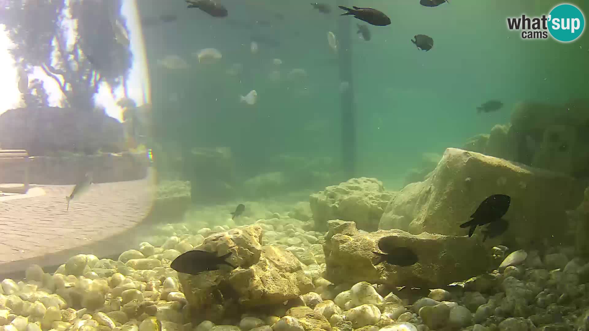 Aquario marino esterno –  Rogoznica livecam Croazia