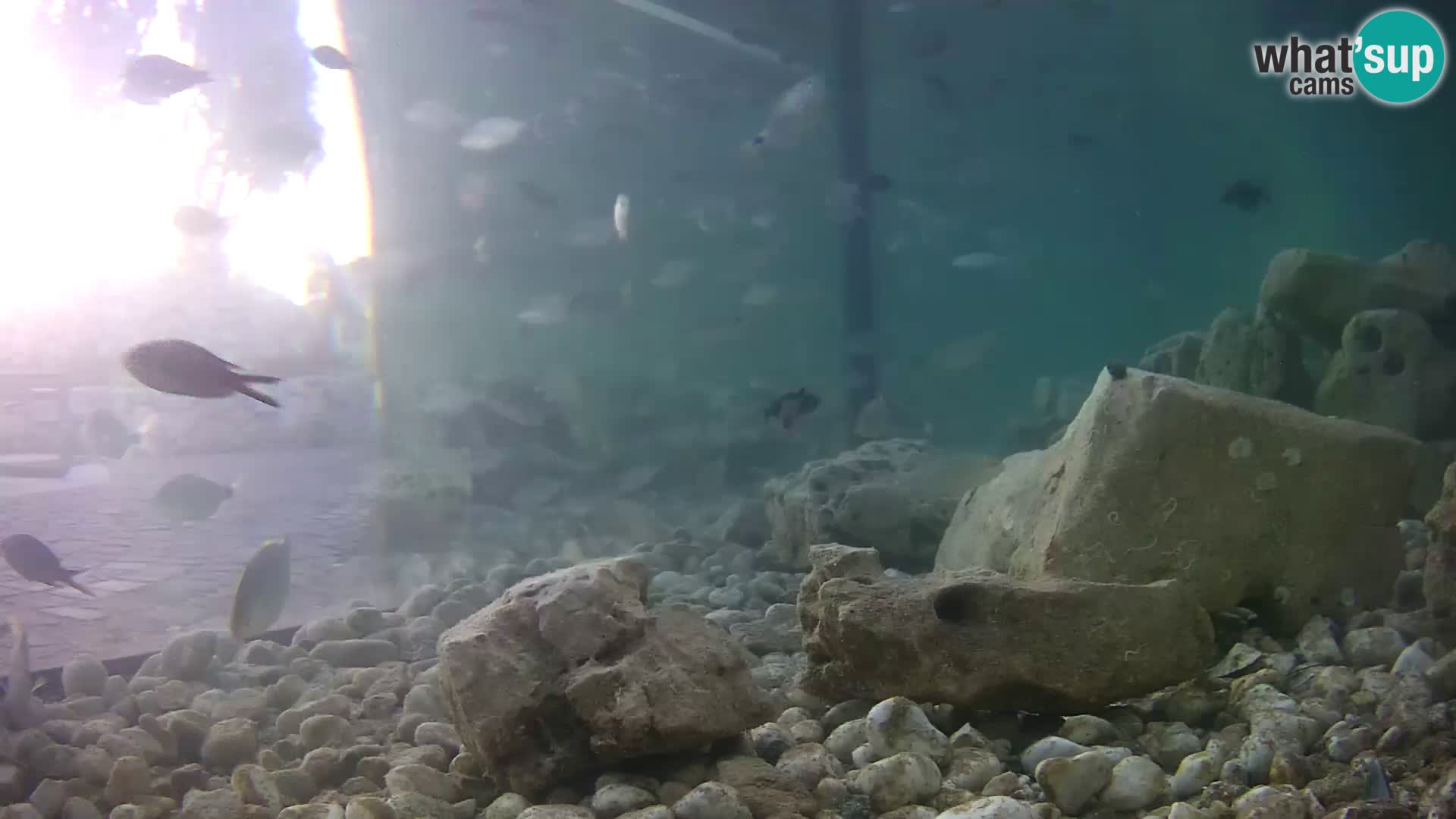 Webcam de l’aquarium marin extérieur de Rogoznica Croatie