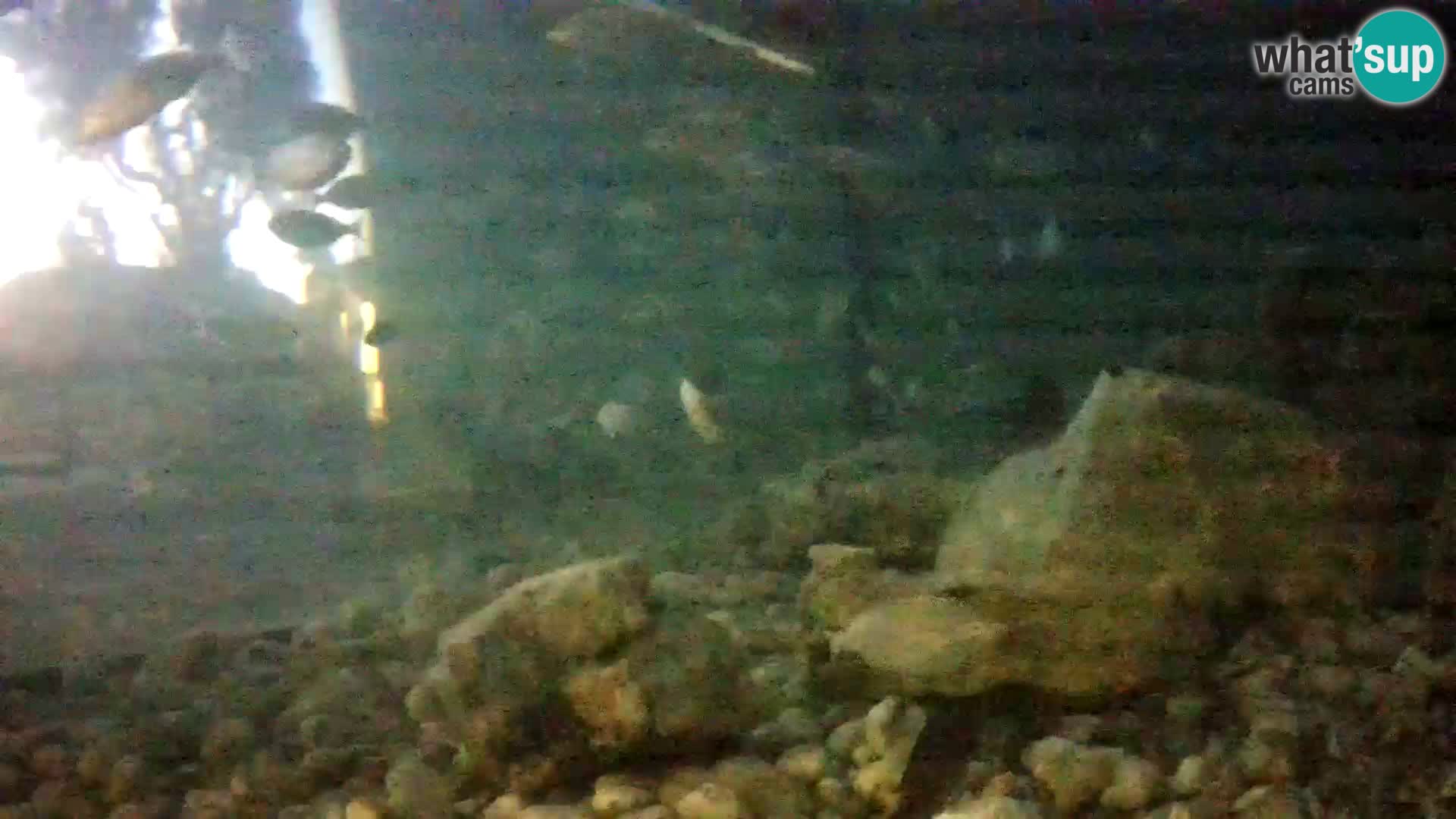 Aquario marino esterno –  Rogoznica livecam Croazia