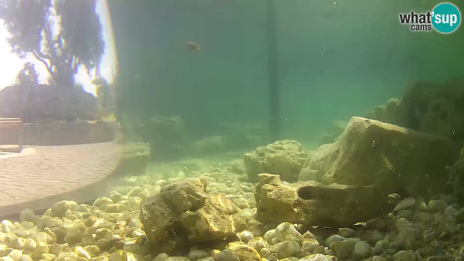 Zunanji morski akvarij Rogoznica spletna kamera Hrvaška
