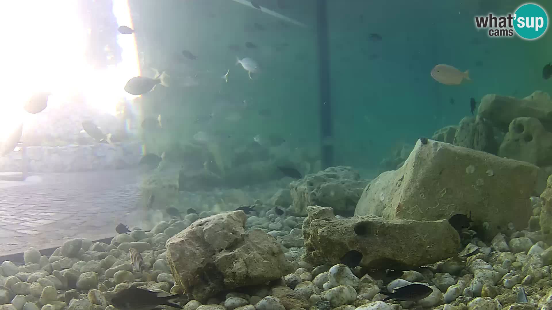 Acuario marino al aire libre Rogoznica webcam Croacia