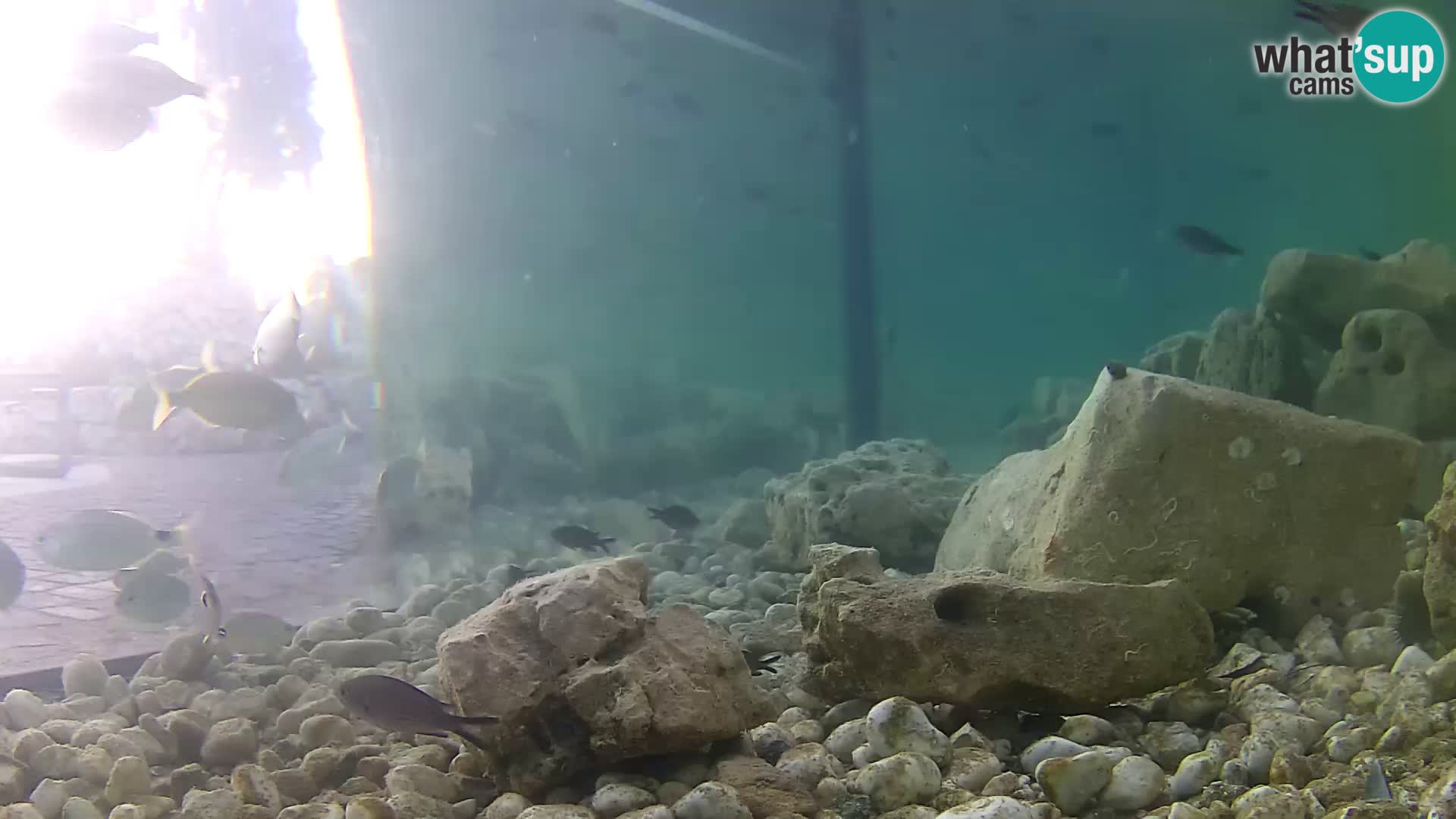 Marine Aquarium im Freien Rogoznica webcam Kroatien