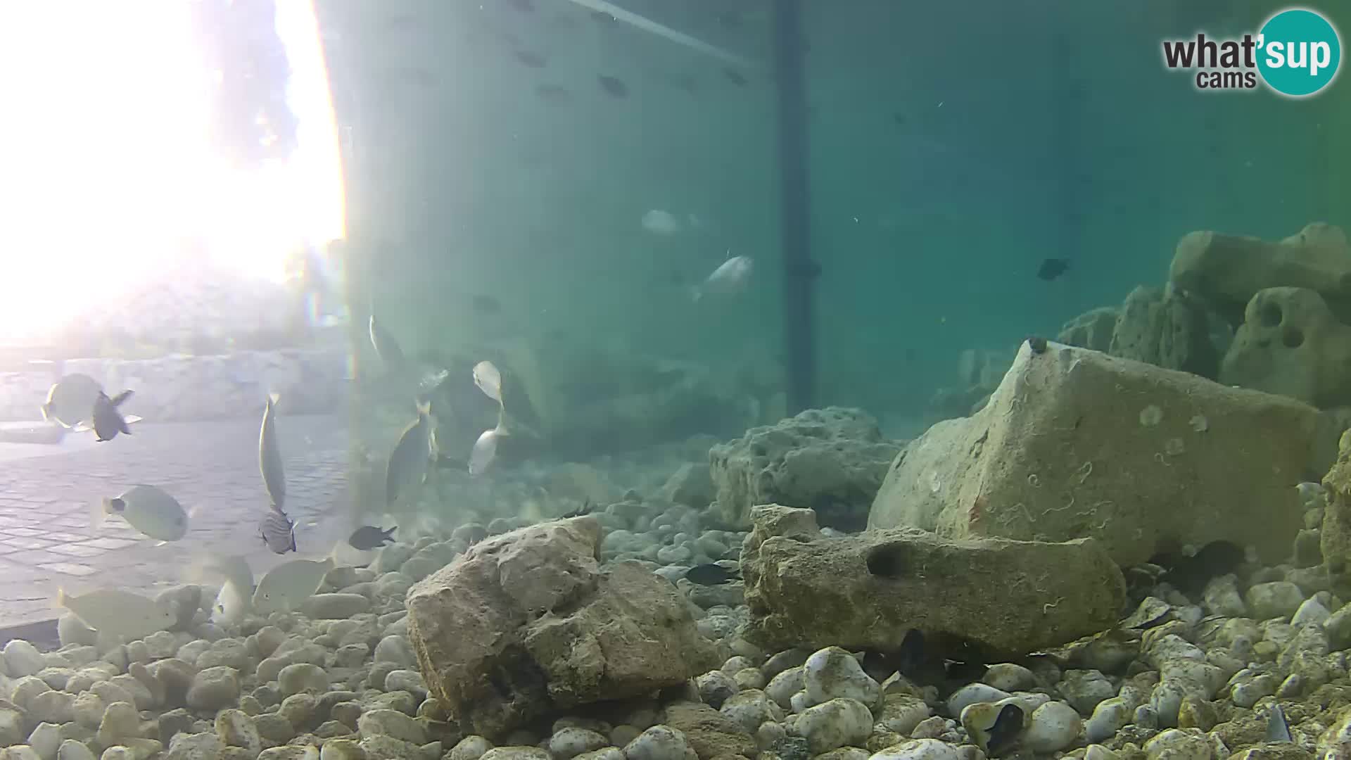 Acuario marino al aire libre Rogoznica webcam Croacia