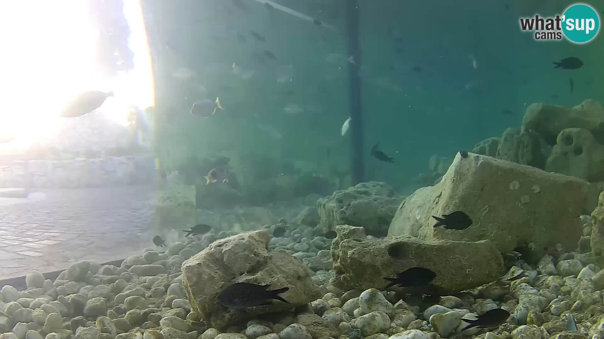 Zunanji morski akvarij Rogoznica spletna kamera Hrvaška