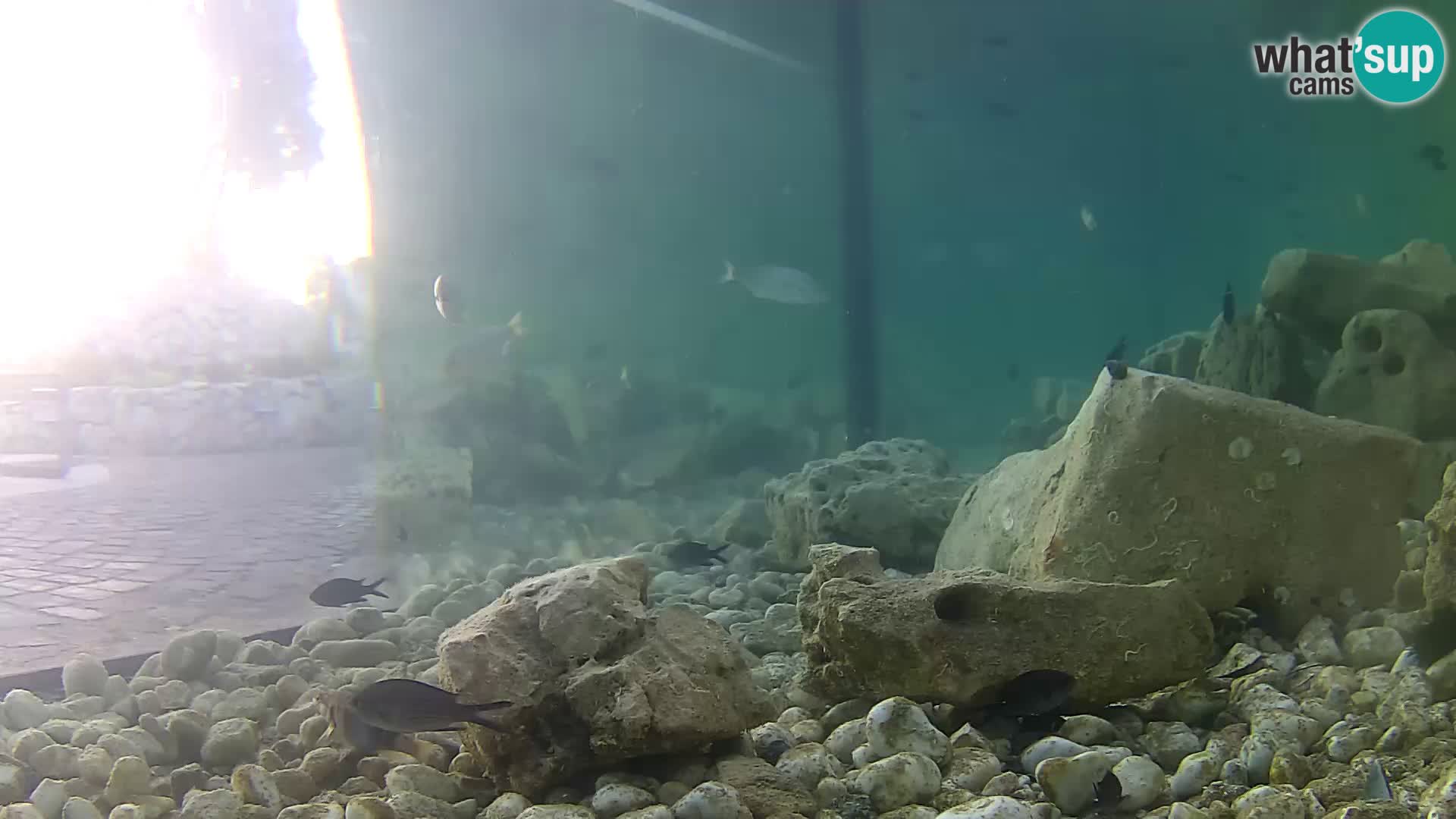 Marine Aquarium im Freien Rogoznica webcam Kroatien