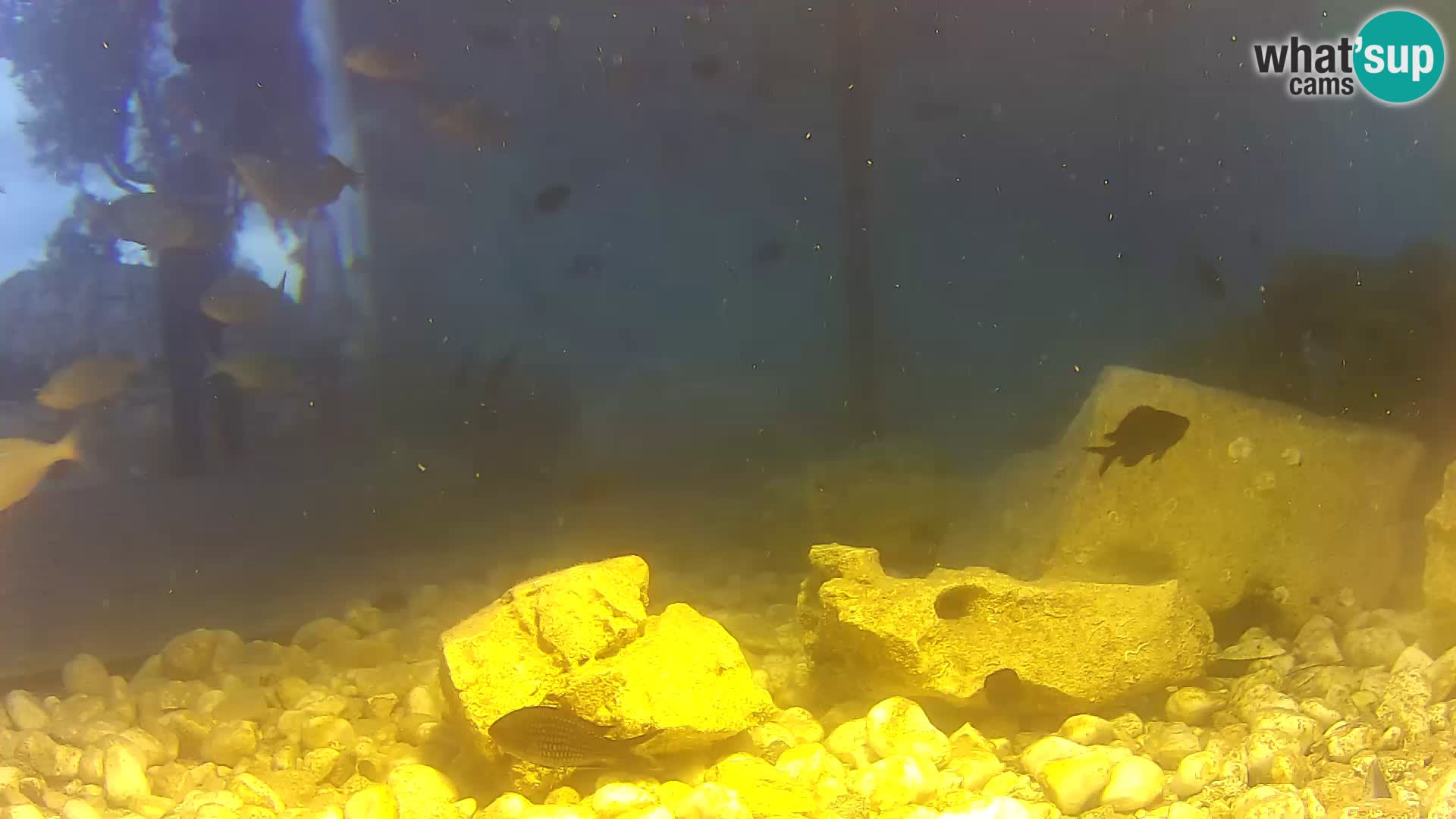 Acuario marino al aire libre Rogoznica webcam Croacia