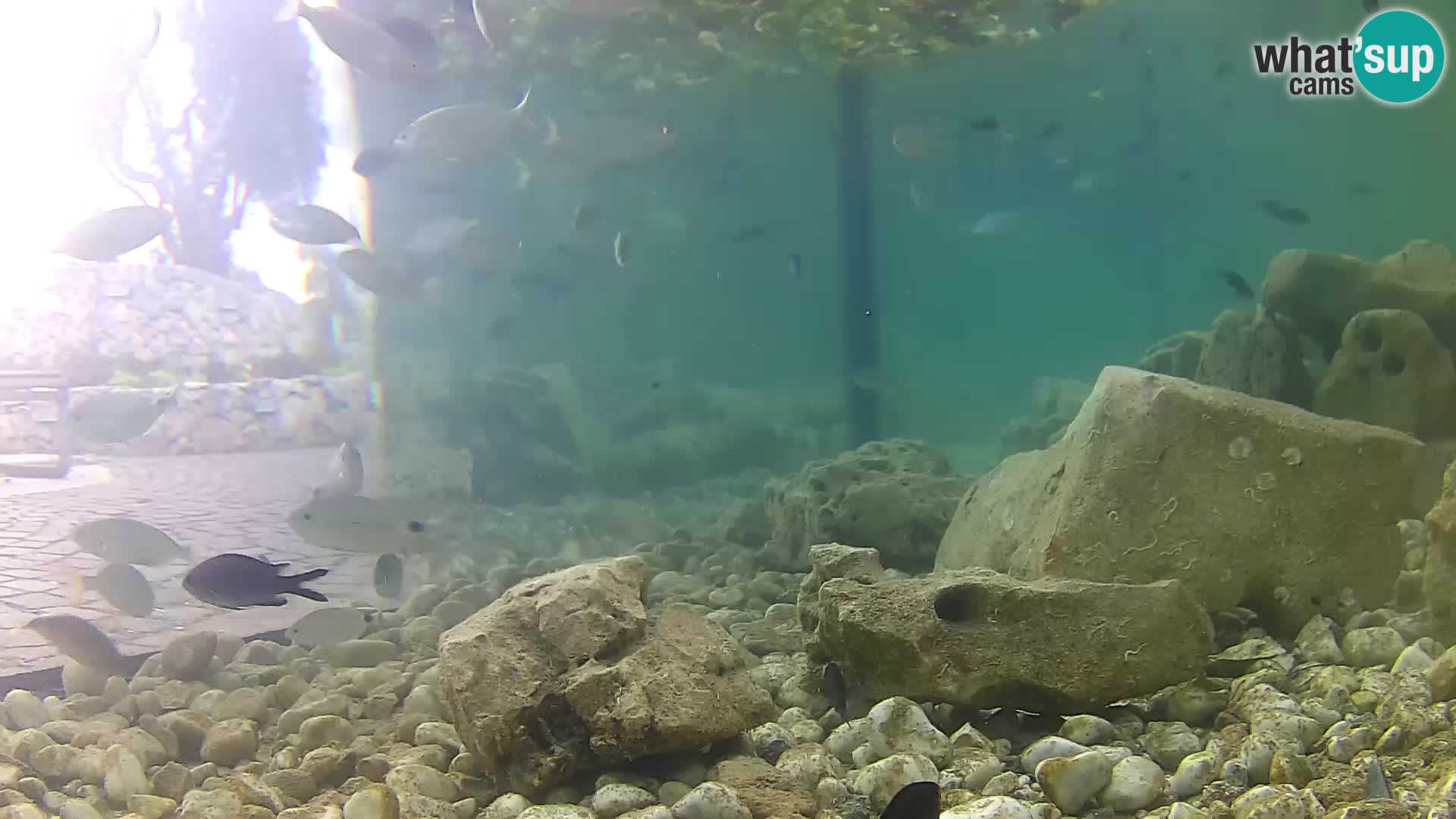 Acuario marino al aire libre Rogoznica webcam Croacia