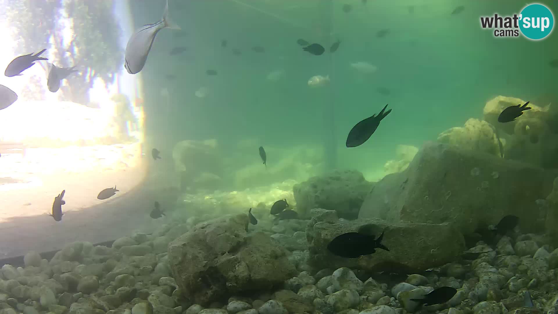 Aquario marino esterno –  Rogoznica livecam Croazia