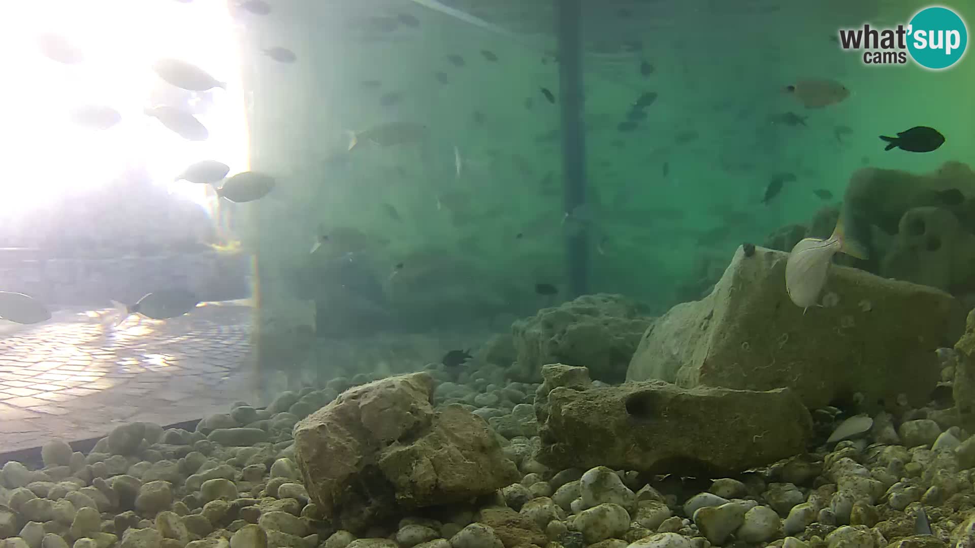 Outdoor Marine Aquarium Rogoznica webcam Croatia
