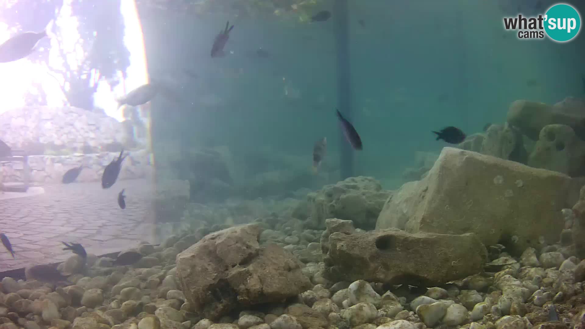 Zunanji morski akvarij Rogoznica spletna kamera Hrvaška