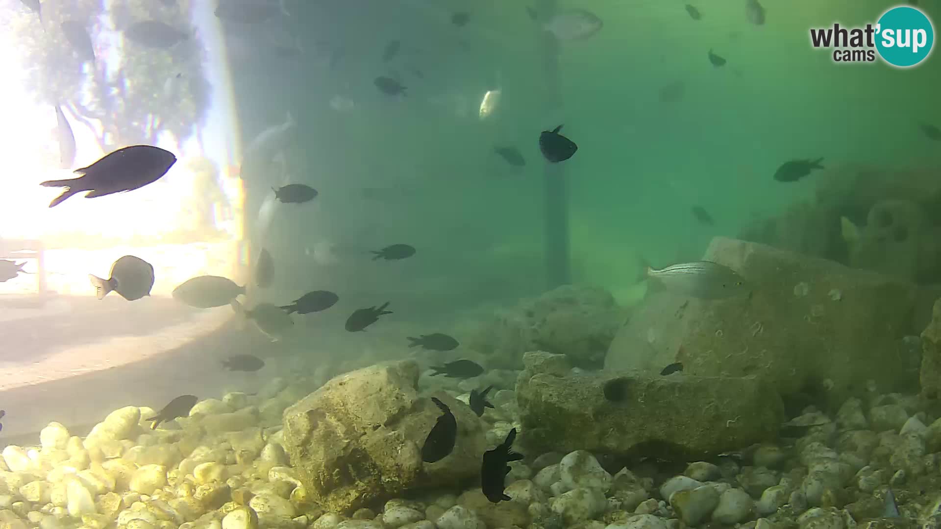 Zunanji morski akvarij Rogoznica spletna kamera Hrvaška