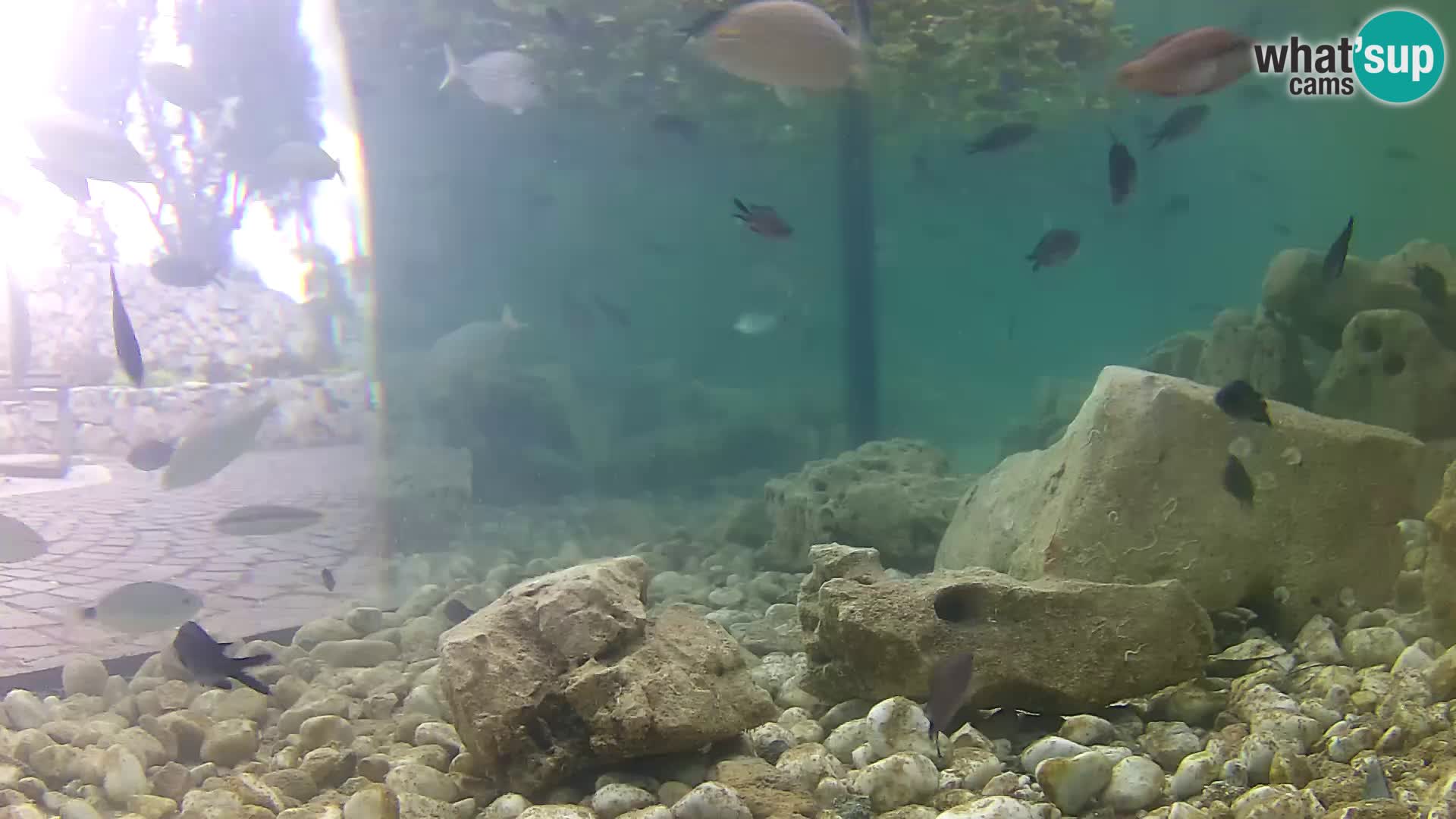 Aquario marino esterno –  Rogoznica livecam Croazia