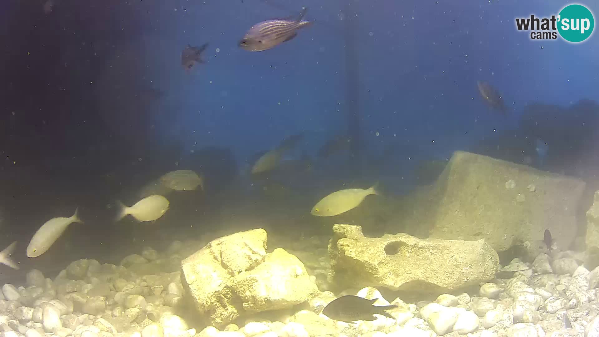 Zunanji morski akvarij Rogoznica spletna kamera Hrvaška