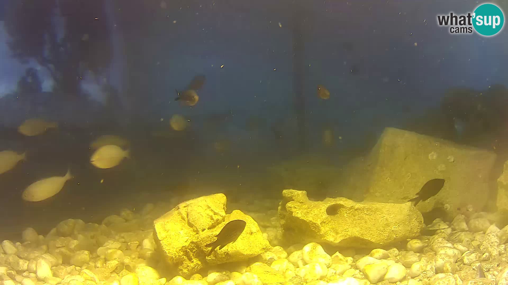 Acuario marino al aire libre Rogoznica webcam Croacia