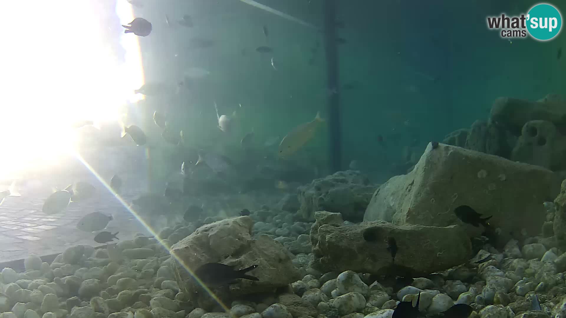 Aquario marino esterno –  Rogoznica livecam Croazia