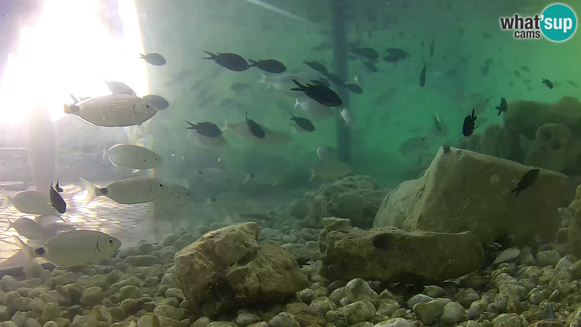 Marine Aquarium im Freien Rogoznica webcam Kroatien