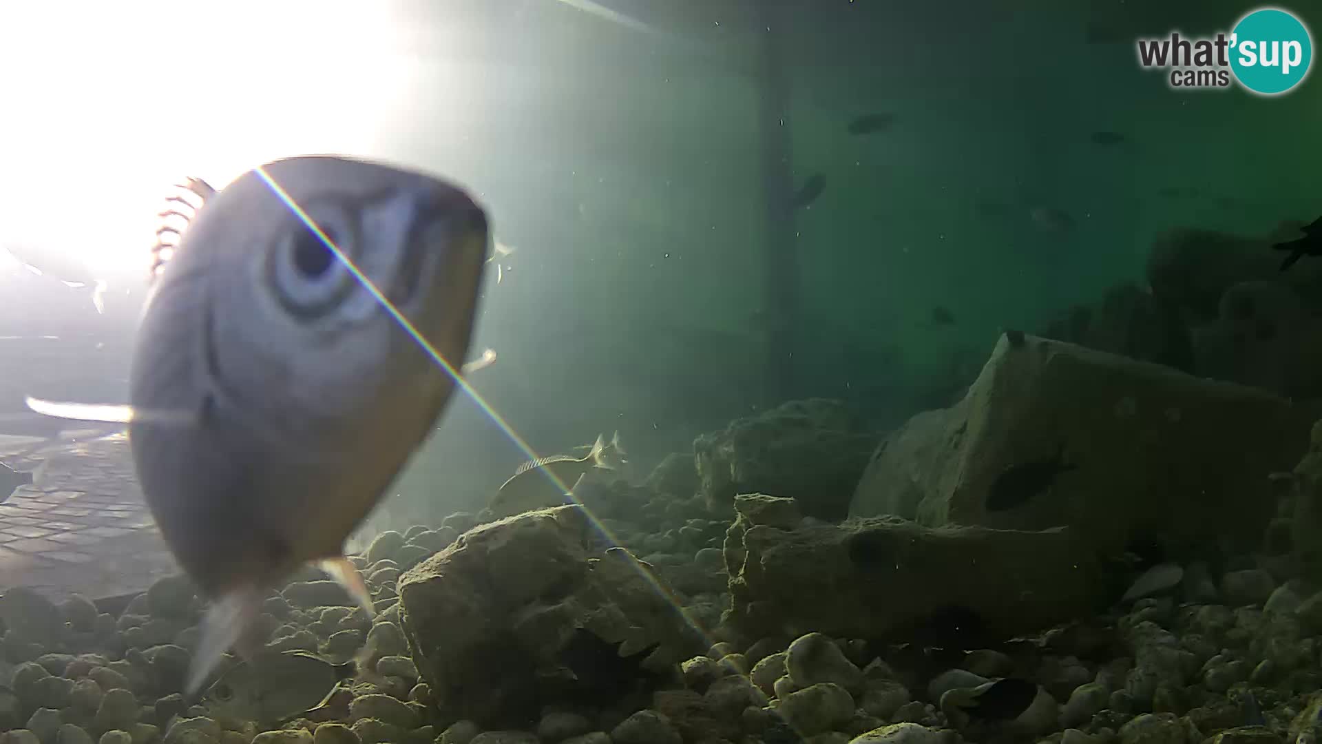 Outdoor Marine Aquarium Rogoznica webcam Croatia