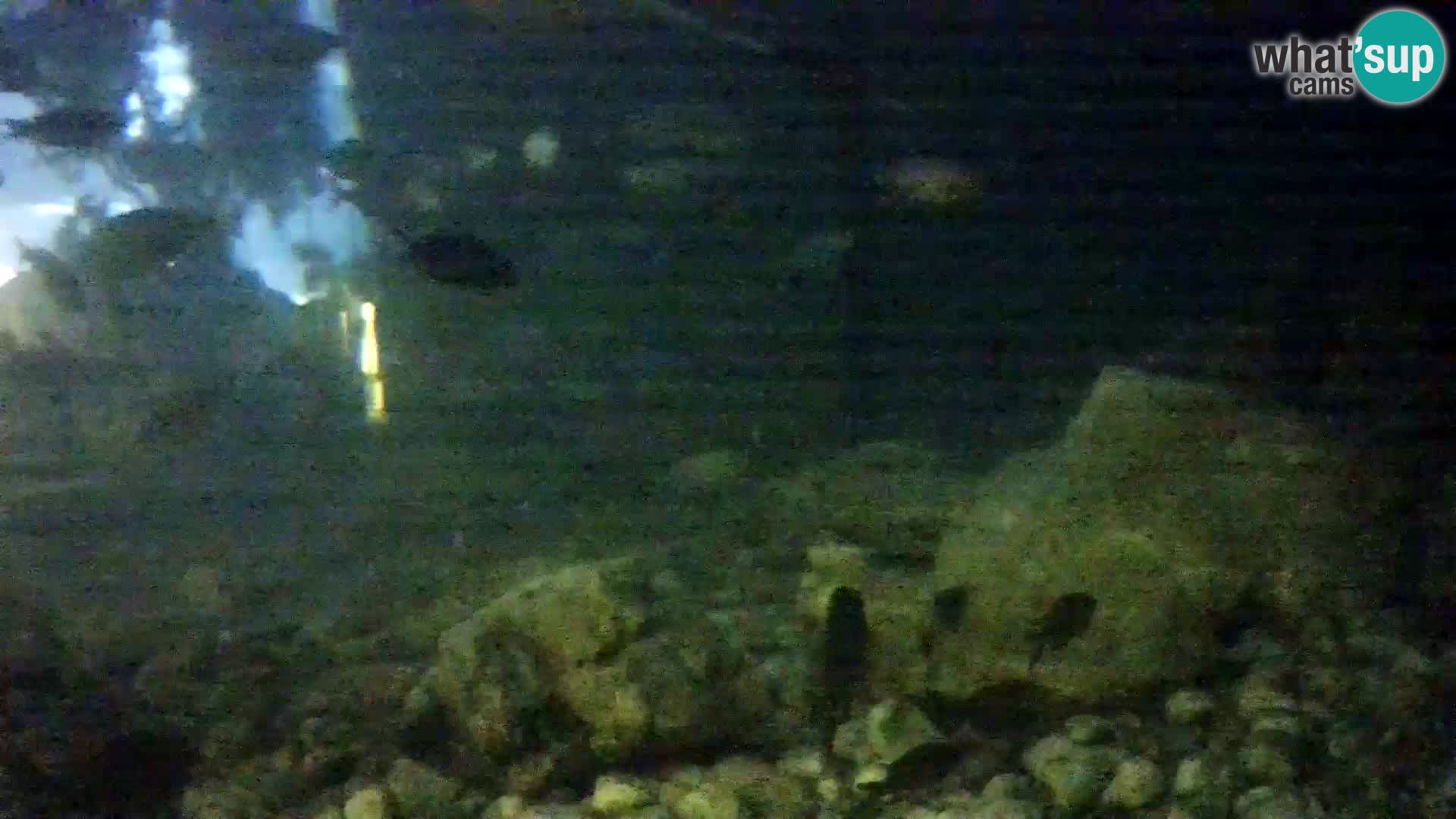 Aquario marino esterno –  Rogoznica livecam Croazia