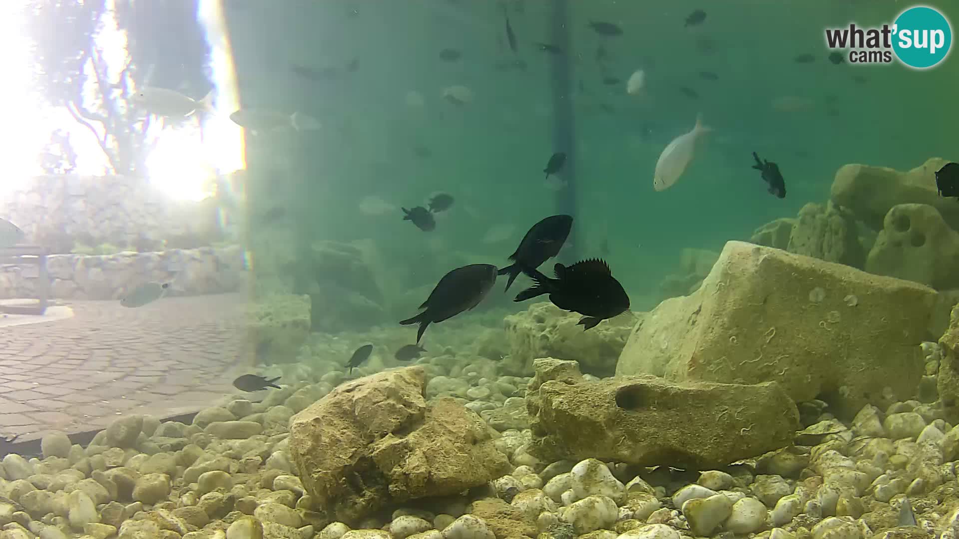 Zunanji morski akvarij Rogoznica spletna kamera Hrvaška