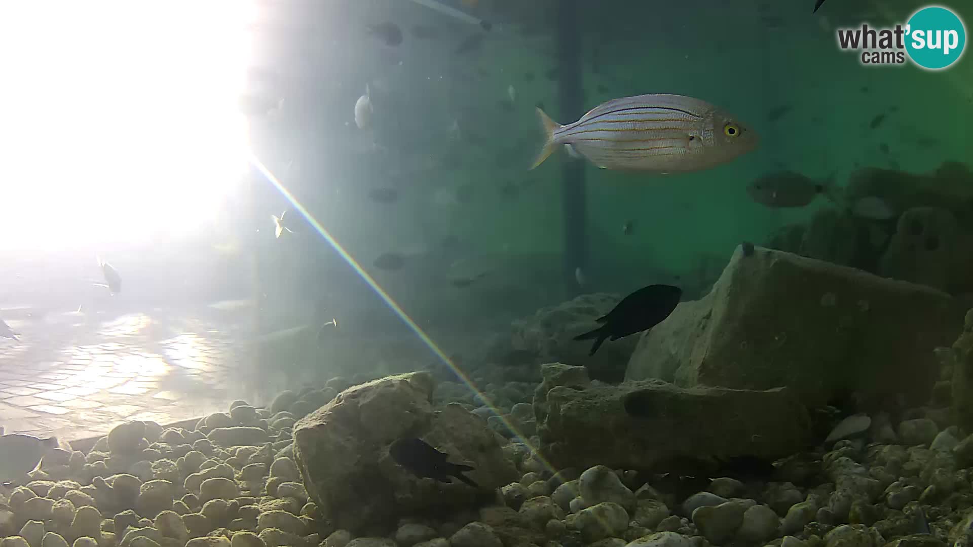 Marine Aquarium im Freien Rogoznica webcam Kroatien