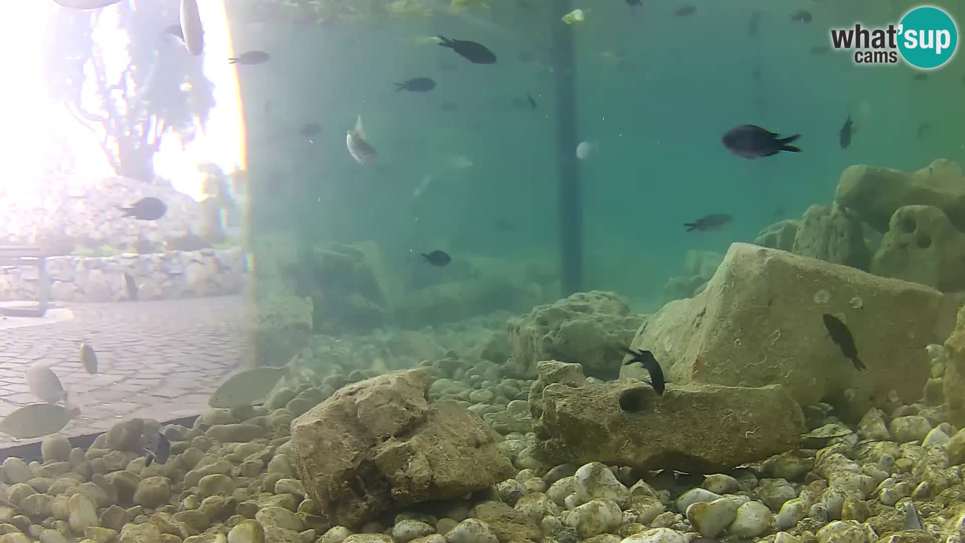 Marine Aquarium im Freien Rogoznica webcam Kroatien