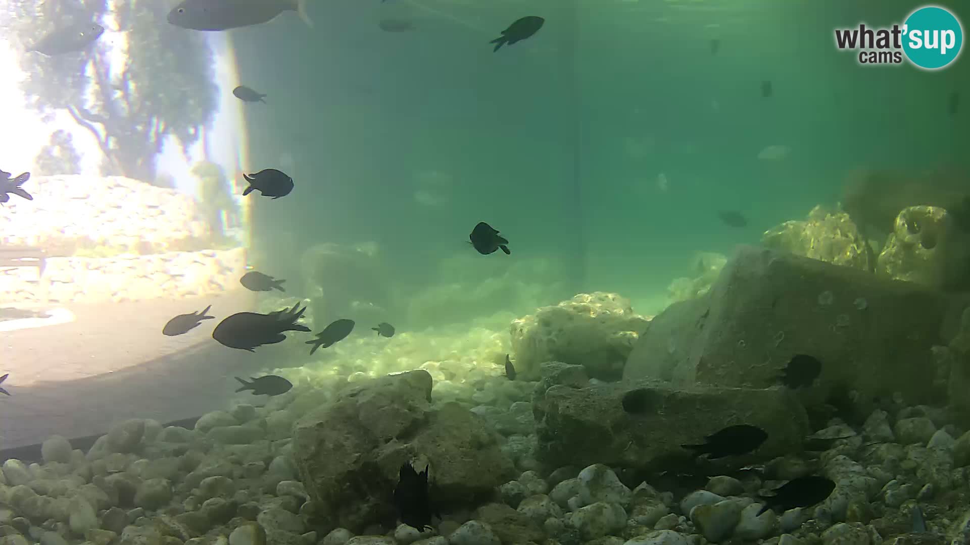 Aquario marino esterno –  Rogoznica livecam Croazia