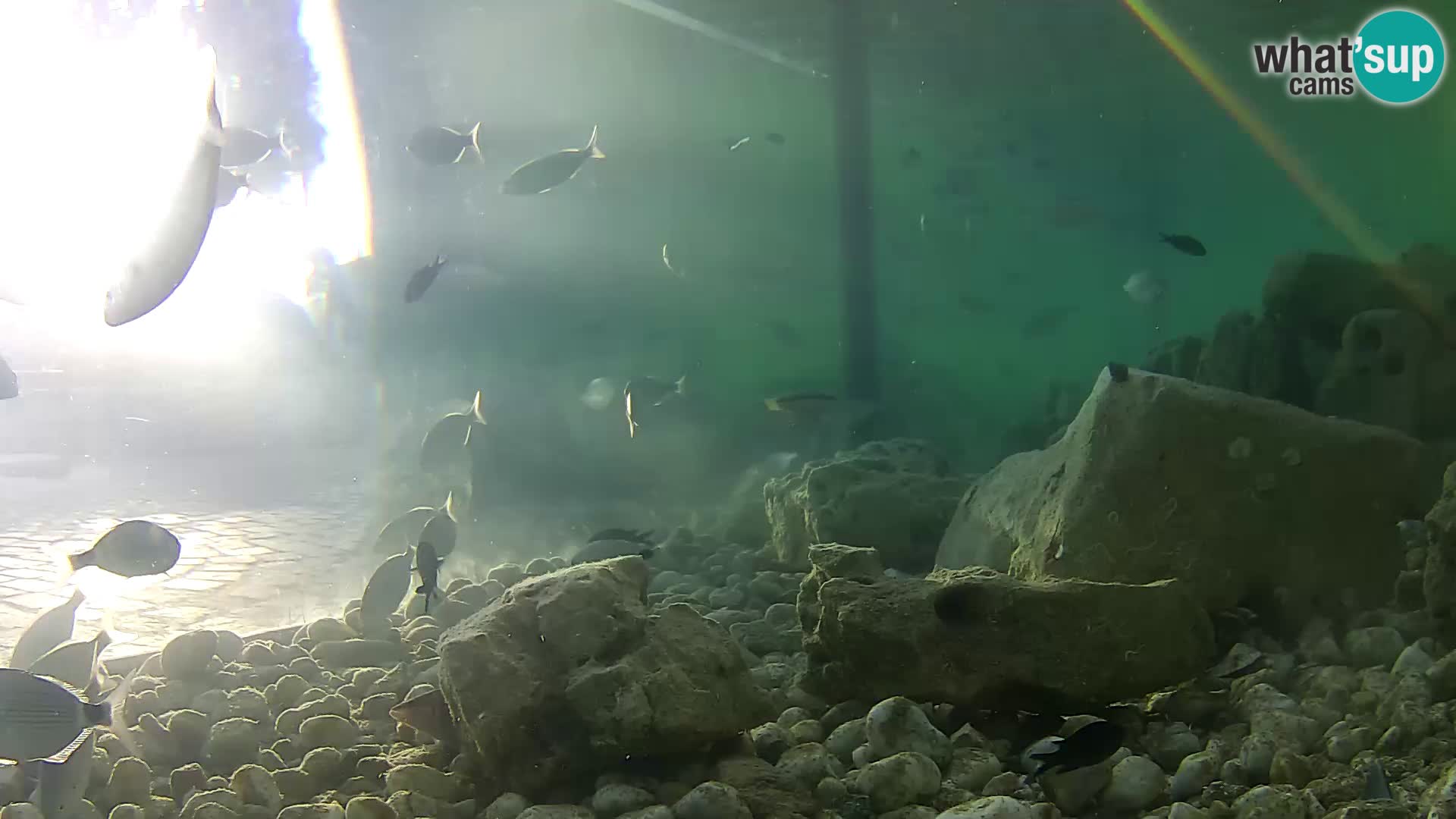 Webcam de l’aquarium marin extérieur de Rogoznica Croatie
