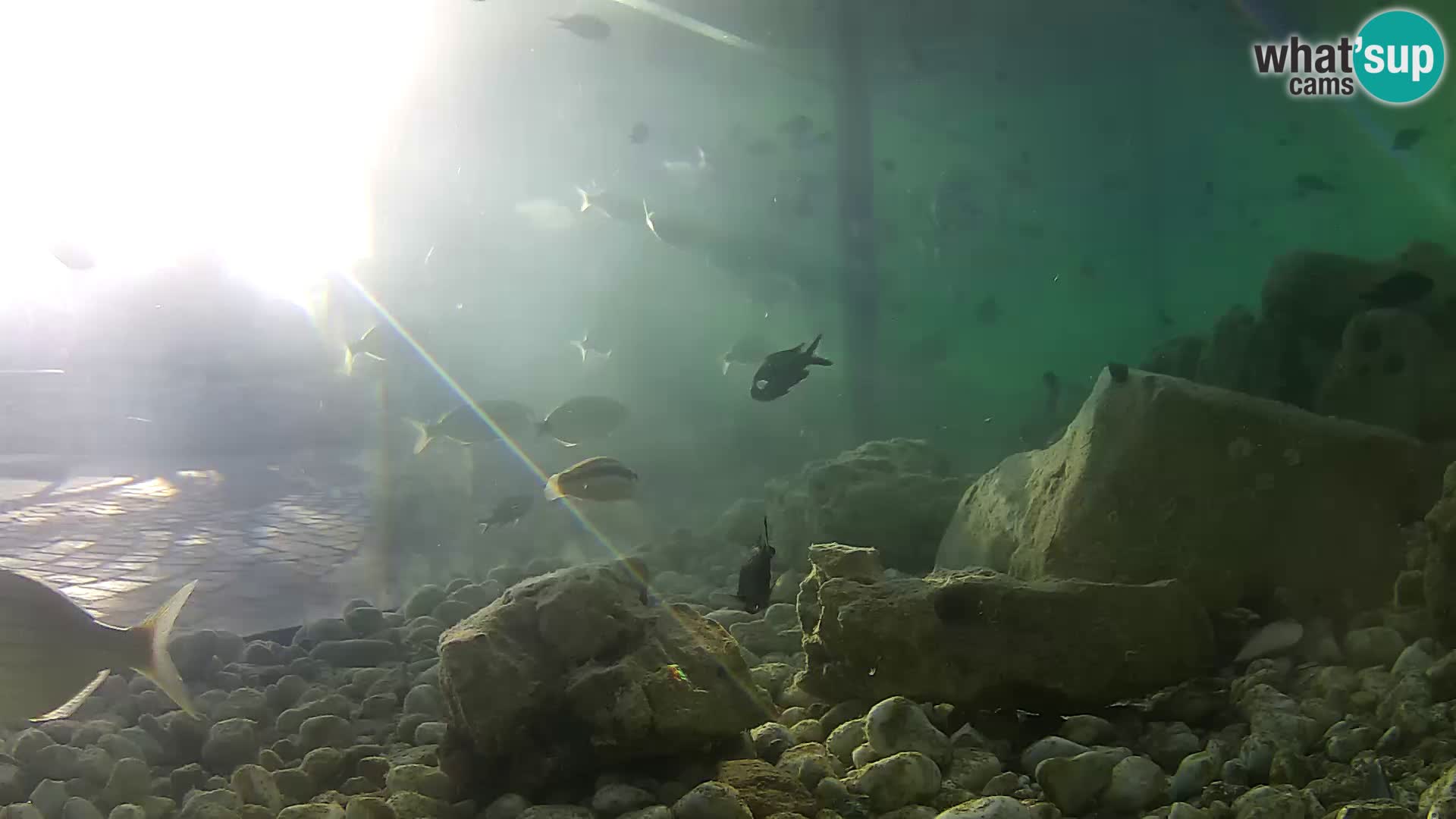 Acuario marino al aire libre Rogoznica webcam Croacia