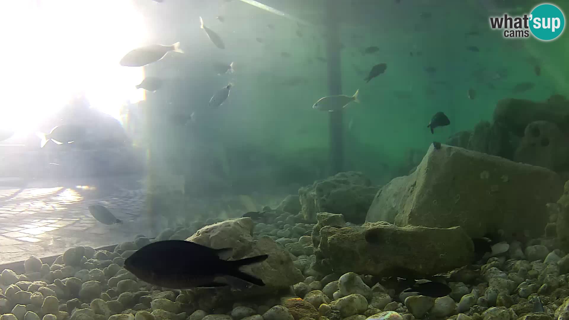Aquario marino esterno –  Rogoznica livecam Croazia