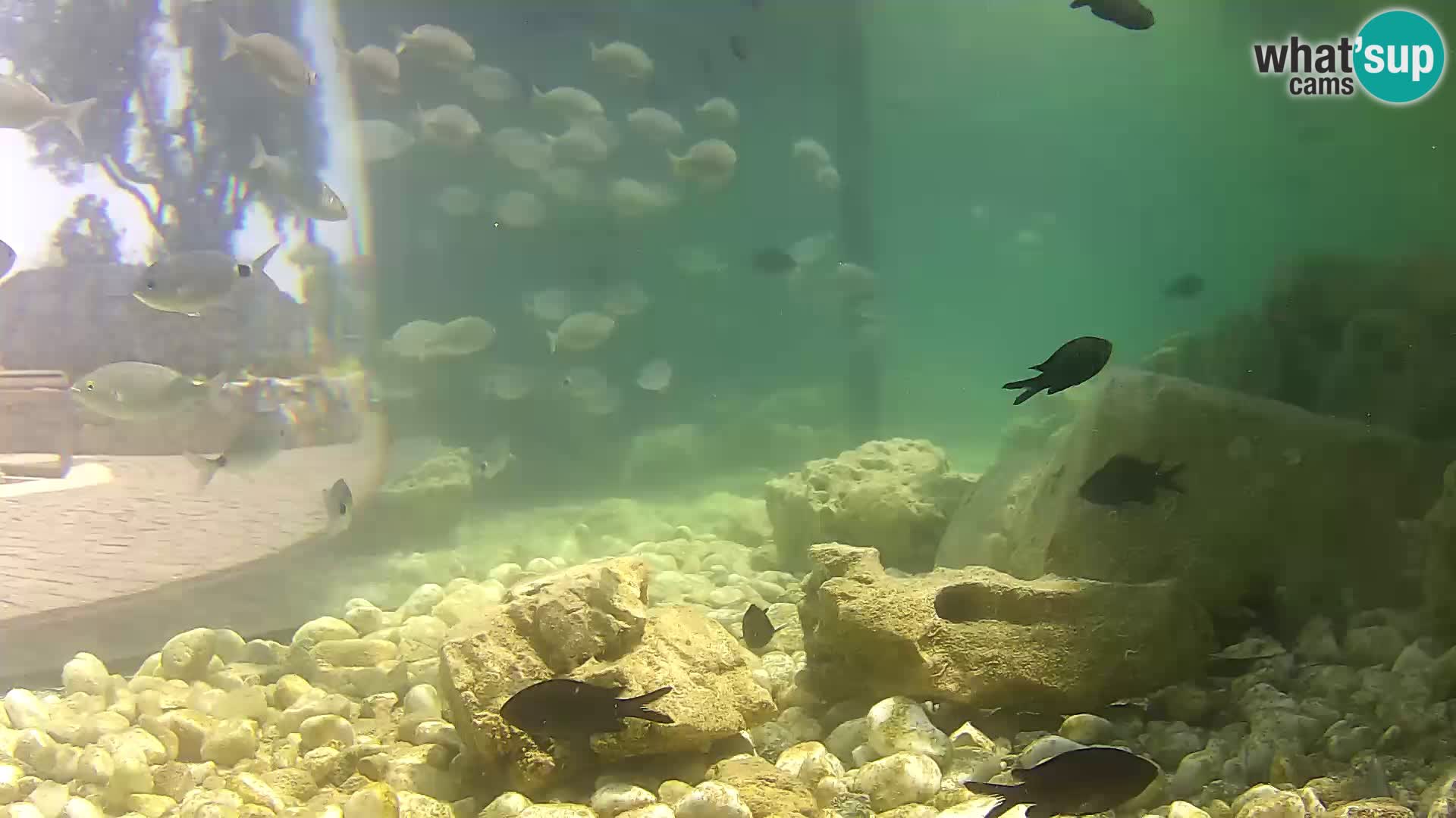Outdoor Marine Aquarium Rogoznica webcam Croatia