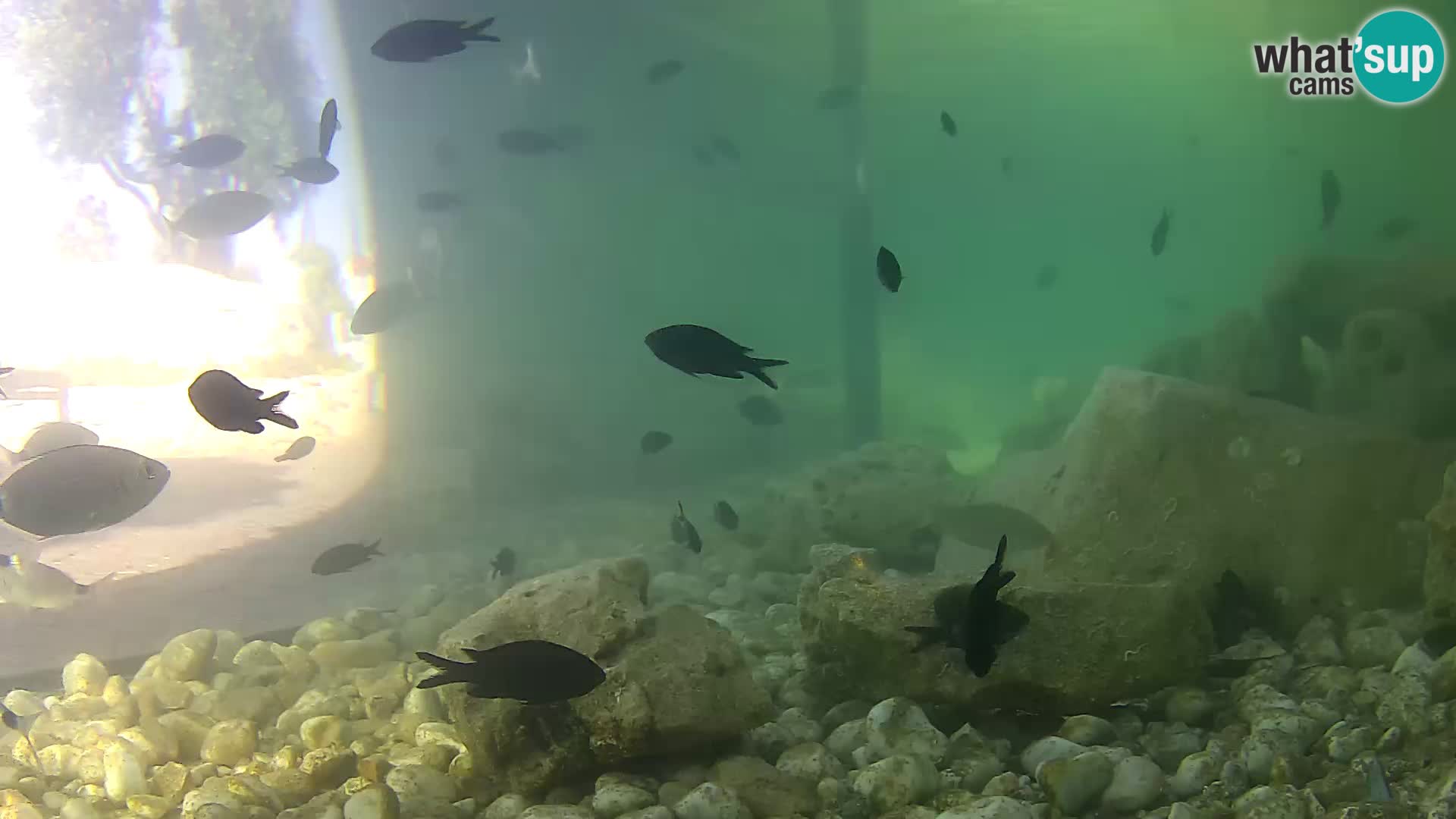 Acuario marino al aire libre Rogoznica webcam Croacia