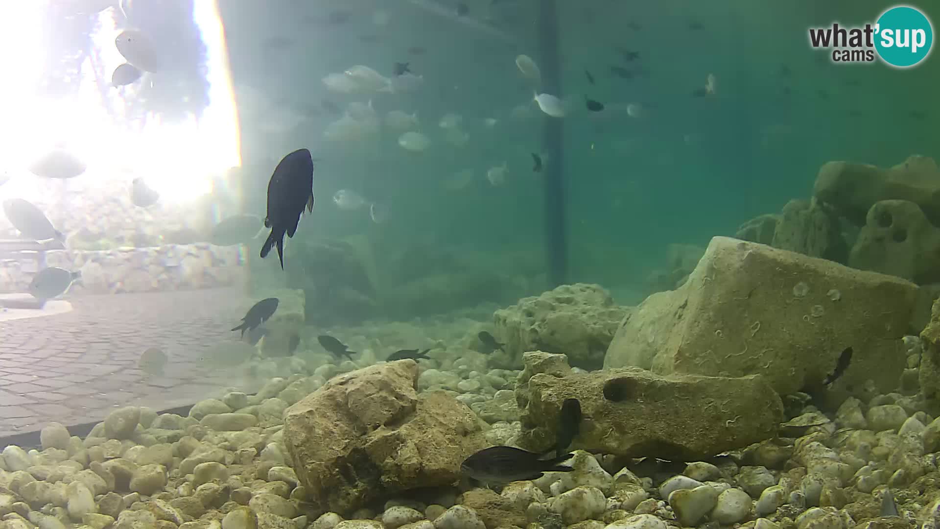 Acuario marino al aire libre Rogoznica webcam Croacia
