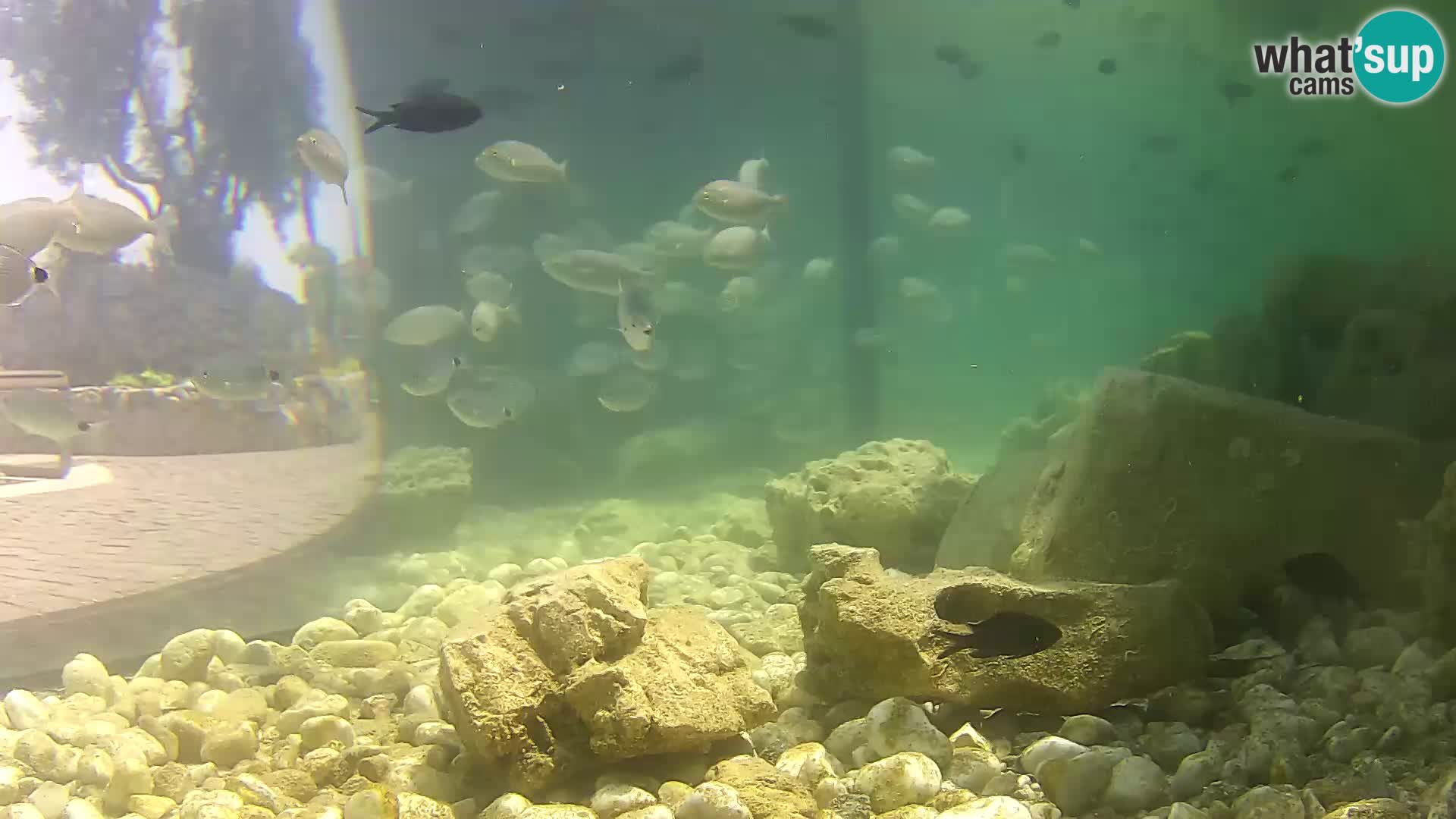 Marine Aquarium im Freien Rogoznica webcam Kroatien